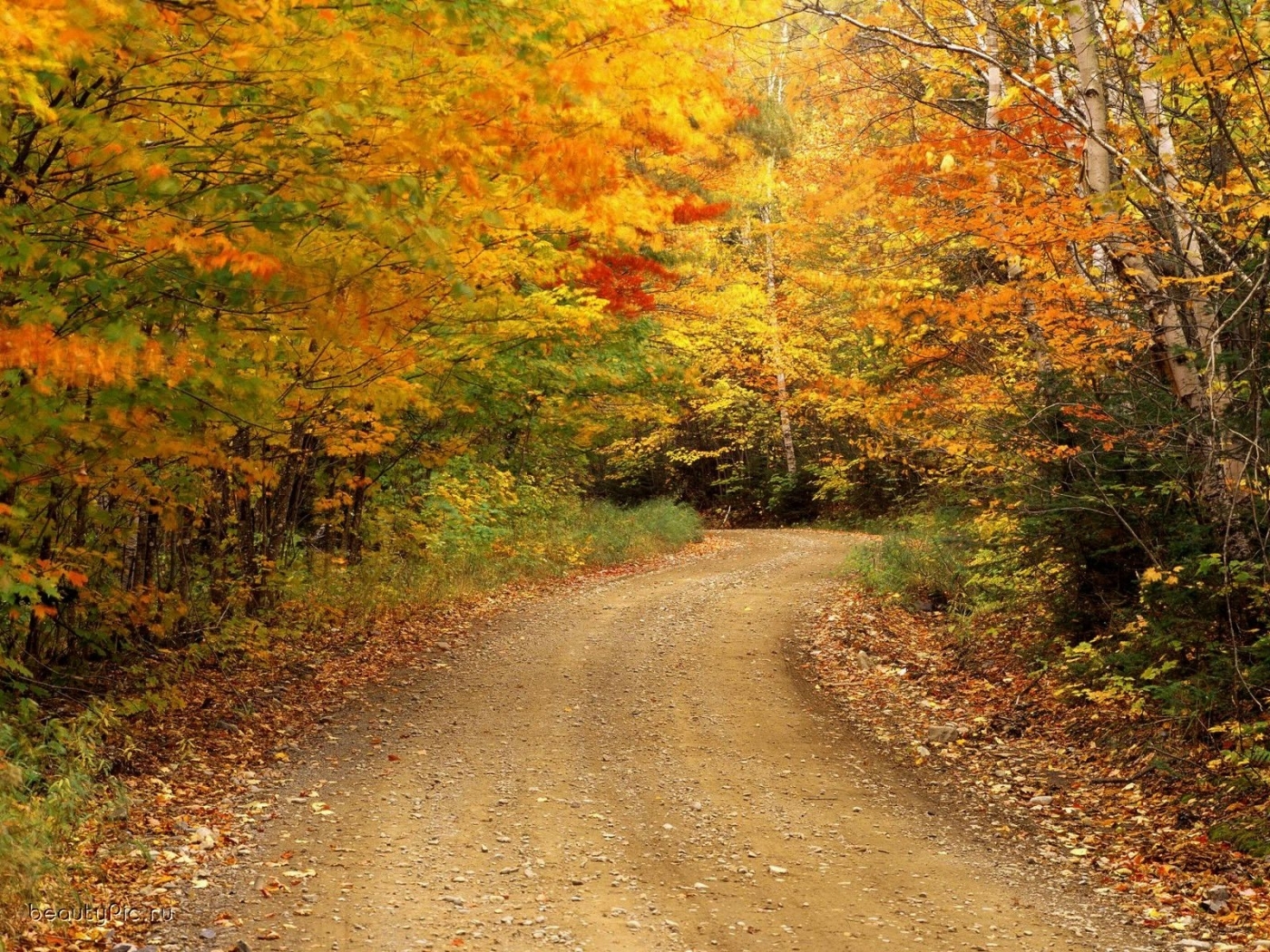PCデスクトップに道路, 秋, 風景, 木画像を無料でダウンロード