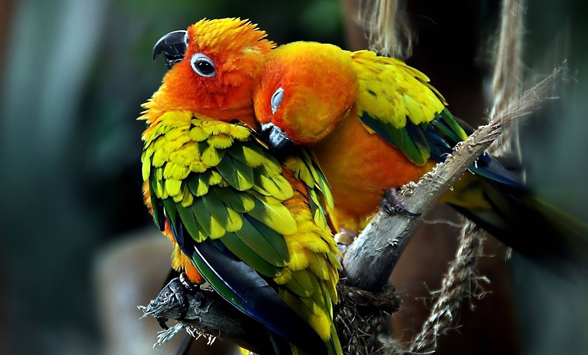 sun conure, animal, sun parakeet, bird, parrot