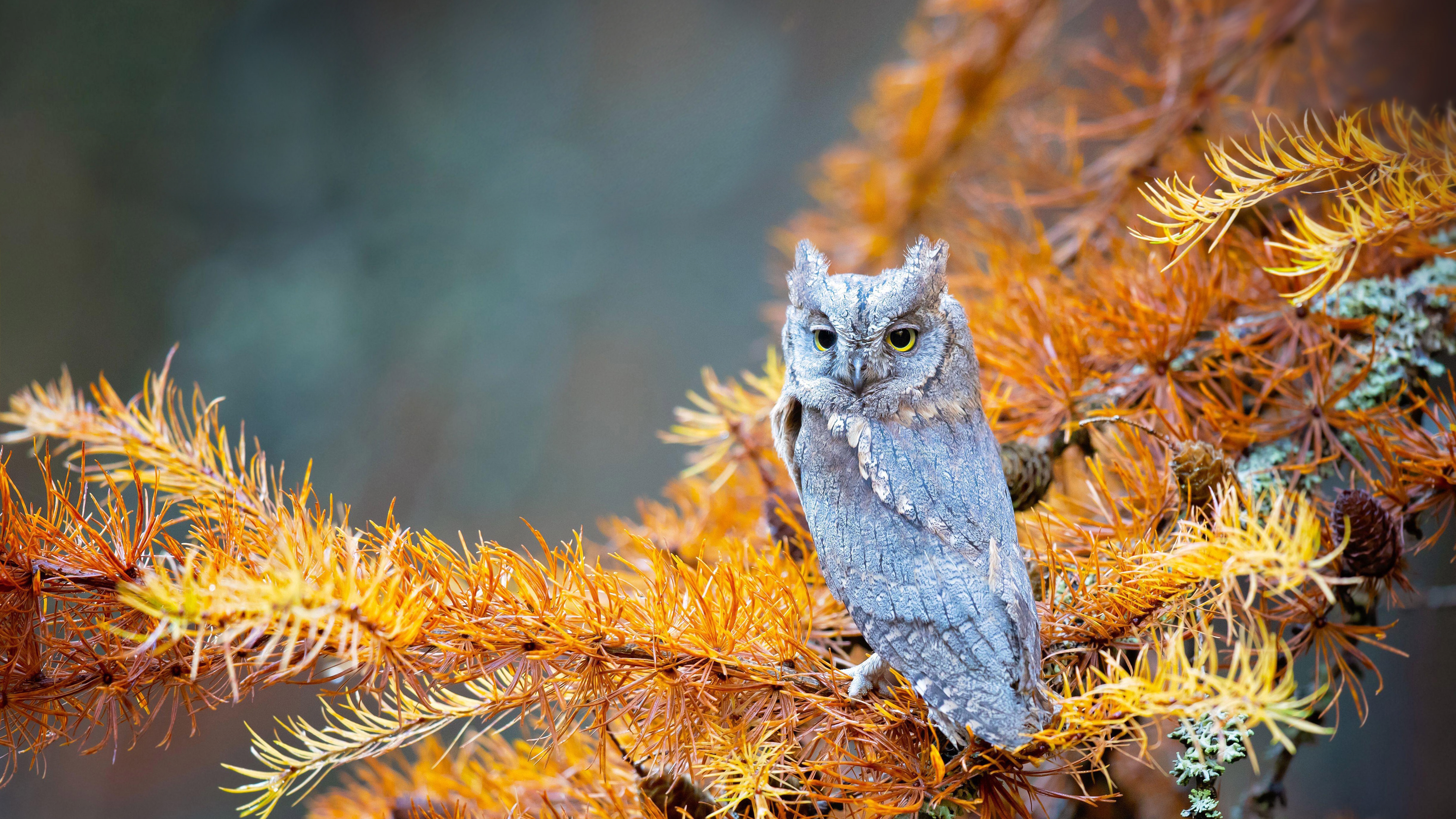 Download mobile wallpaper Birds, Owl, Forest, Animal, National Park, Czech Republic, Europe for free.
