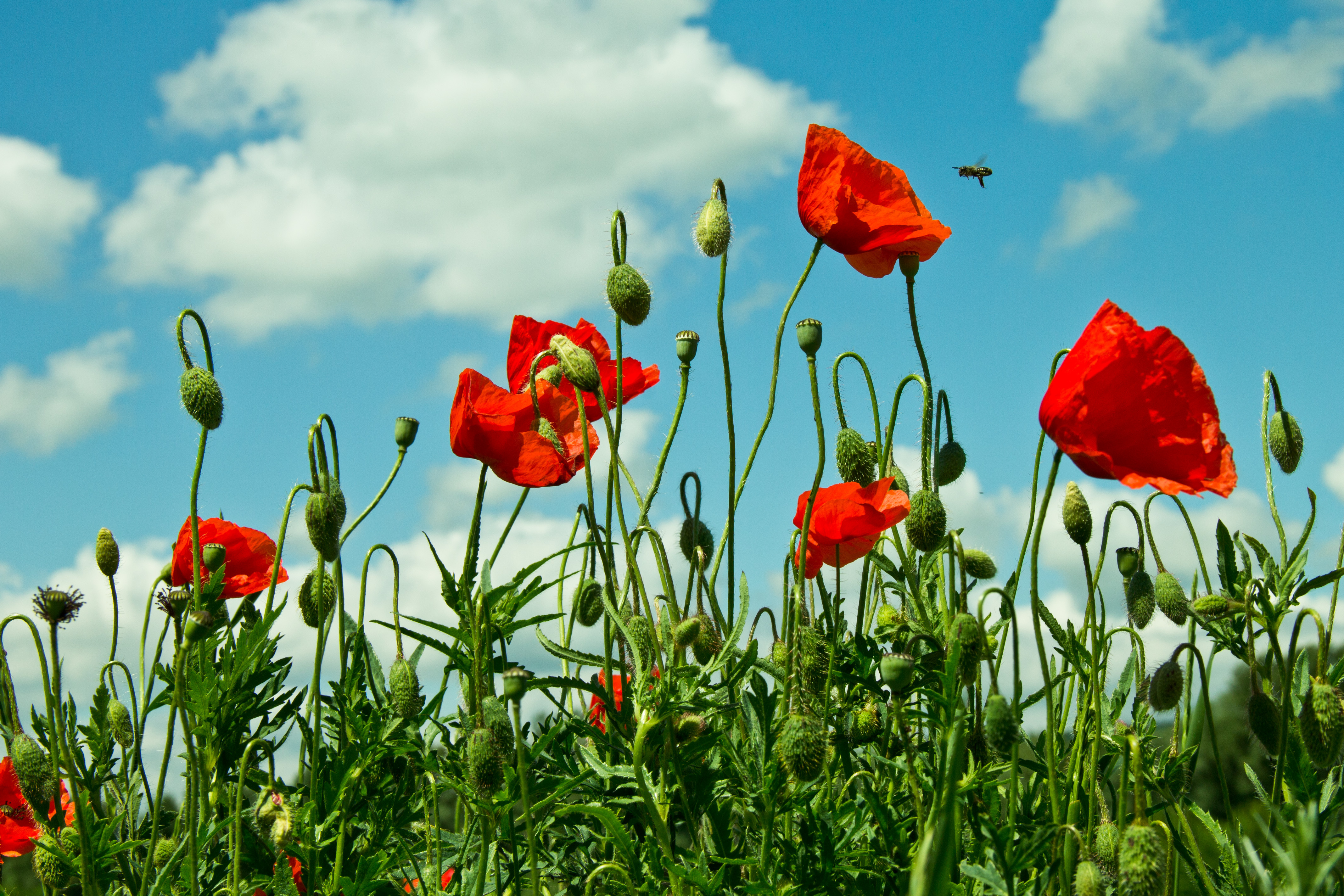 Handy-Wallpaper Blumen, Mohn, Erde/natur kostenlos herunterladen.