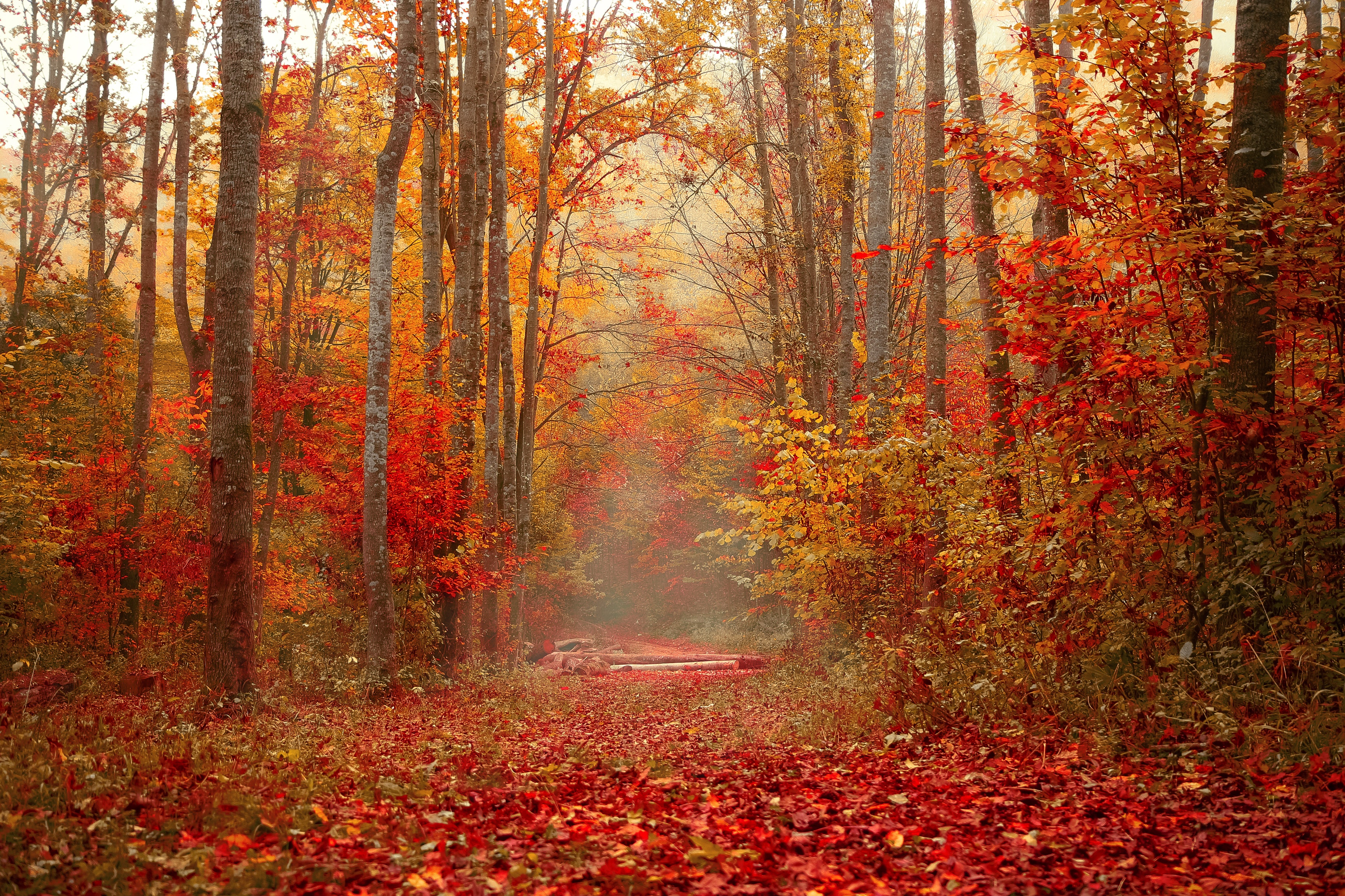 trees, autumn, nature, forest, foliage, colorful, colourful
