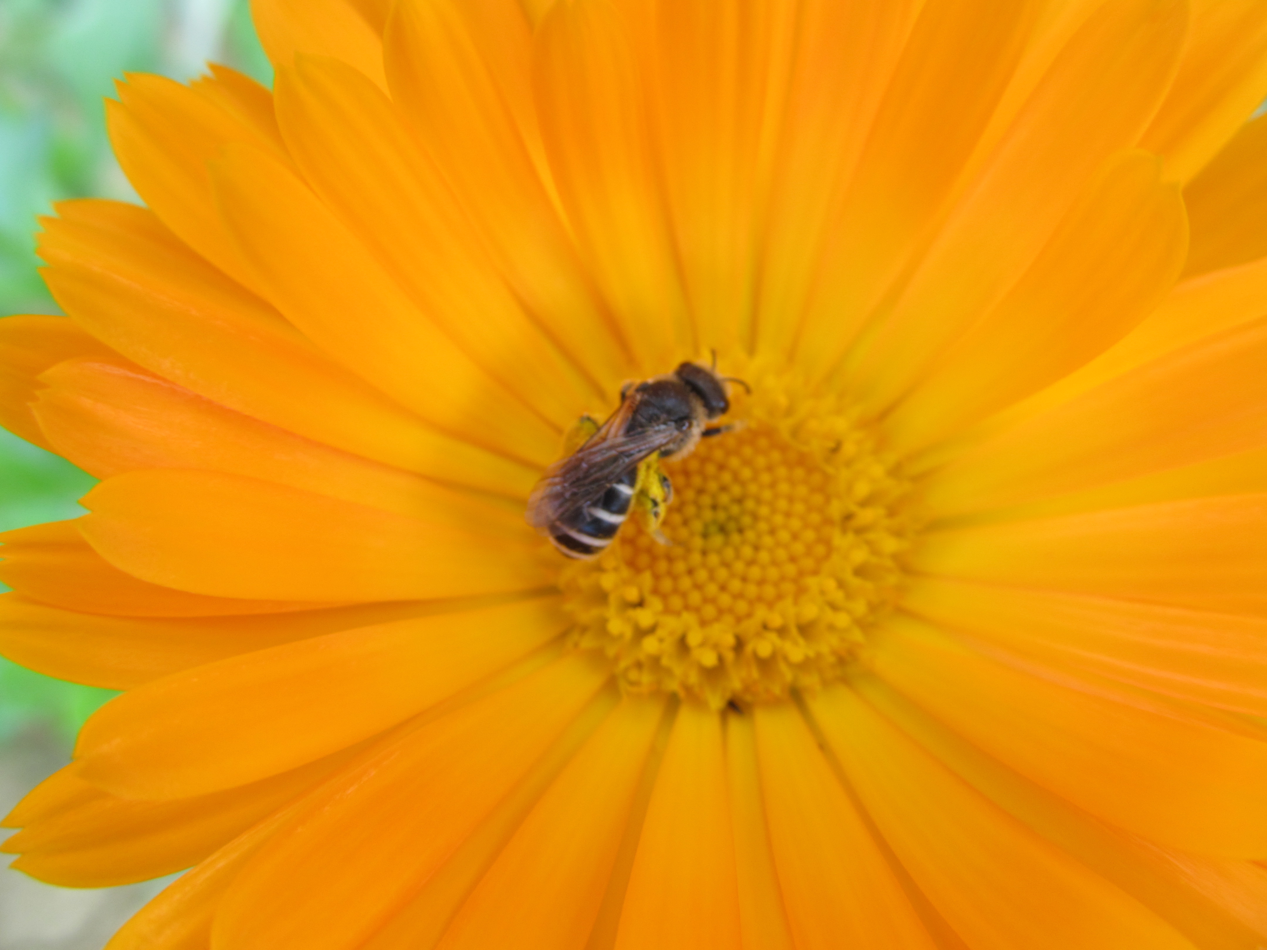 PCデスクトップに動物, 昆虫, 蜂画像を無料でダウンロード