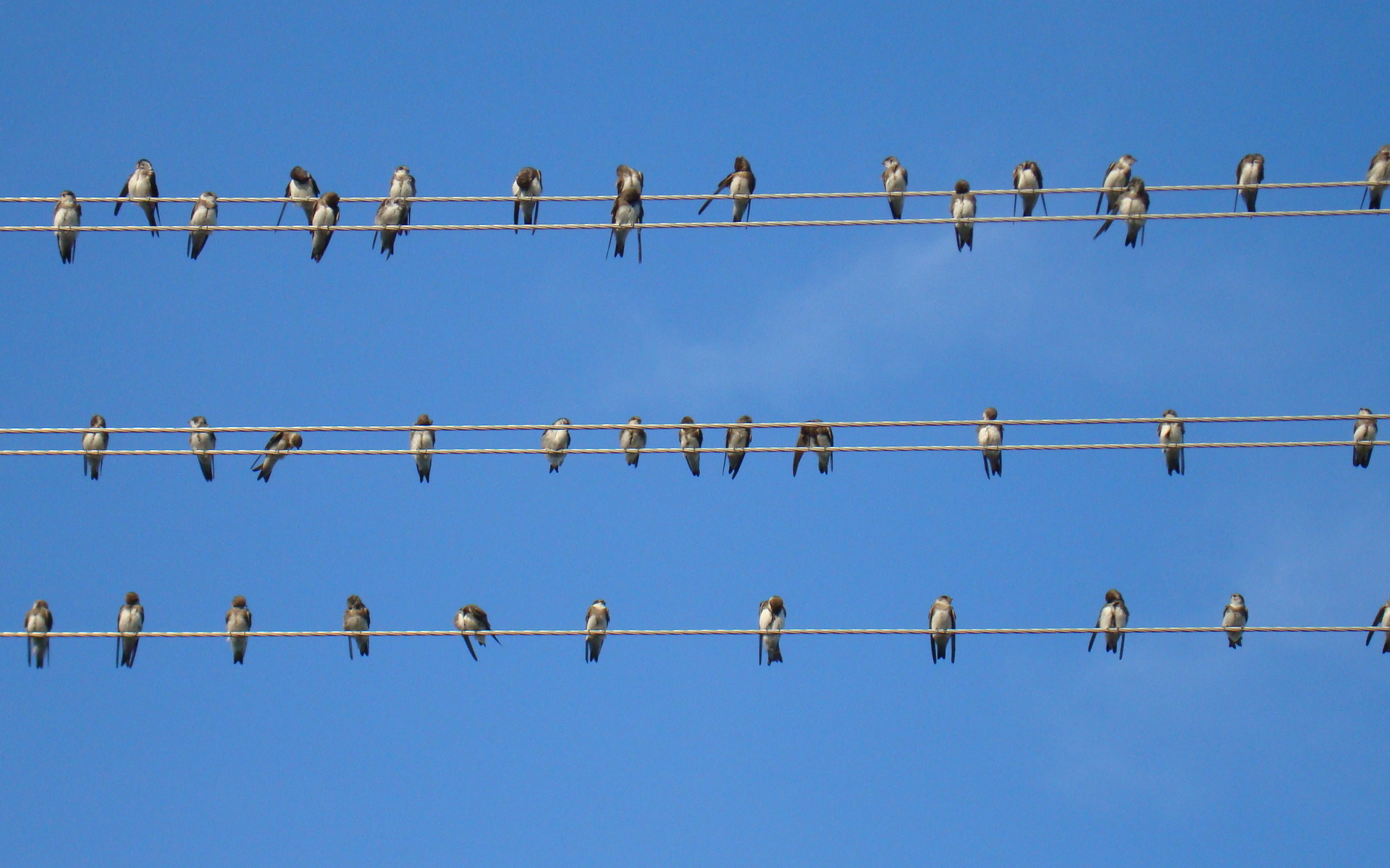 Baixe gratuitamente a imagem Animais, Aves, Pássaro na área de trabalho do seu PC