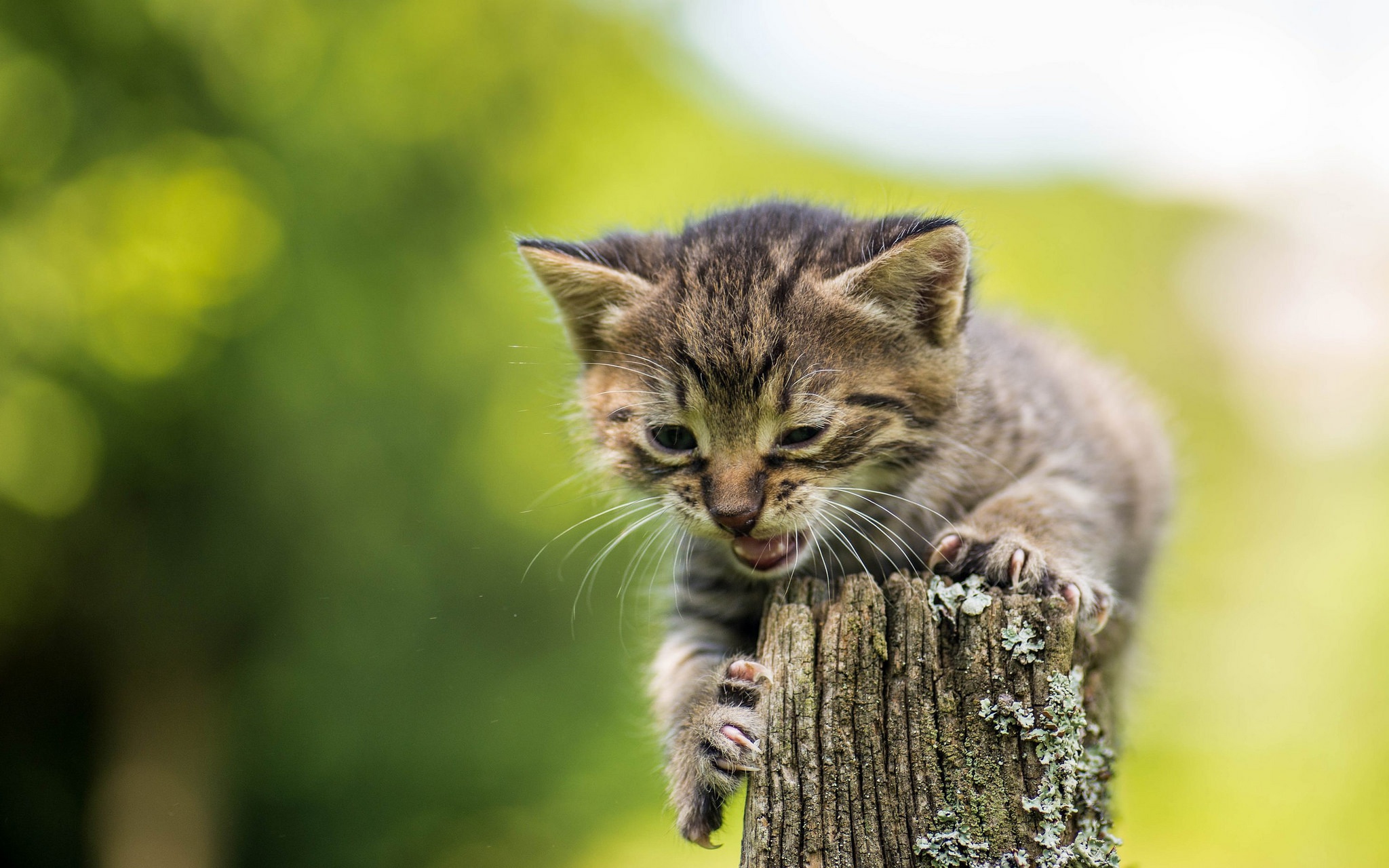 Download mobile wallpaper Cats, Cat, Kitten, Animal, Bokeh, Baby Animal for free.