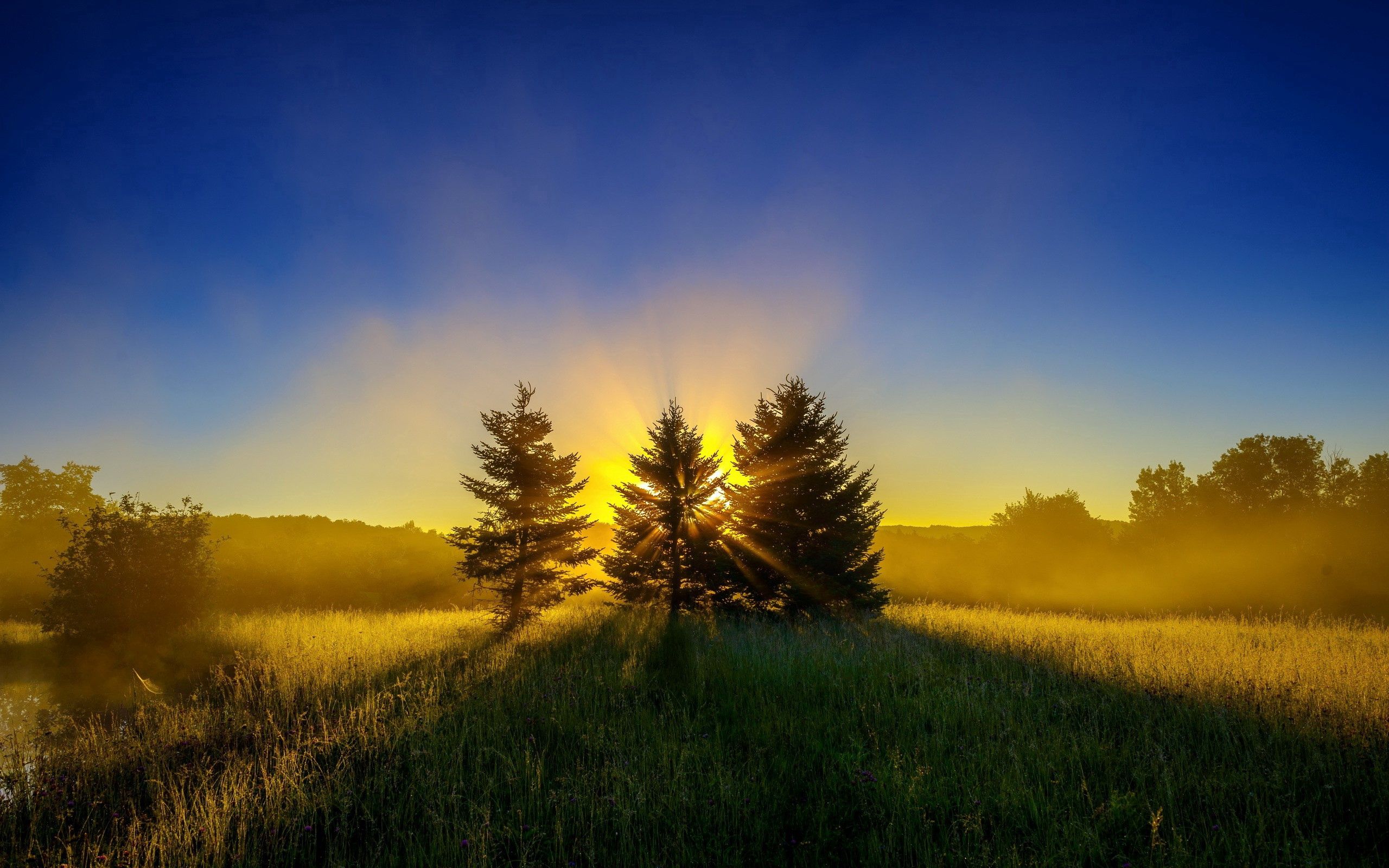Laden Sie das Bäume, Grass, Sky, Natur, Sunset-Bild kostenlos auf Ihren PC-Desktop herunter