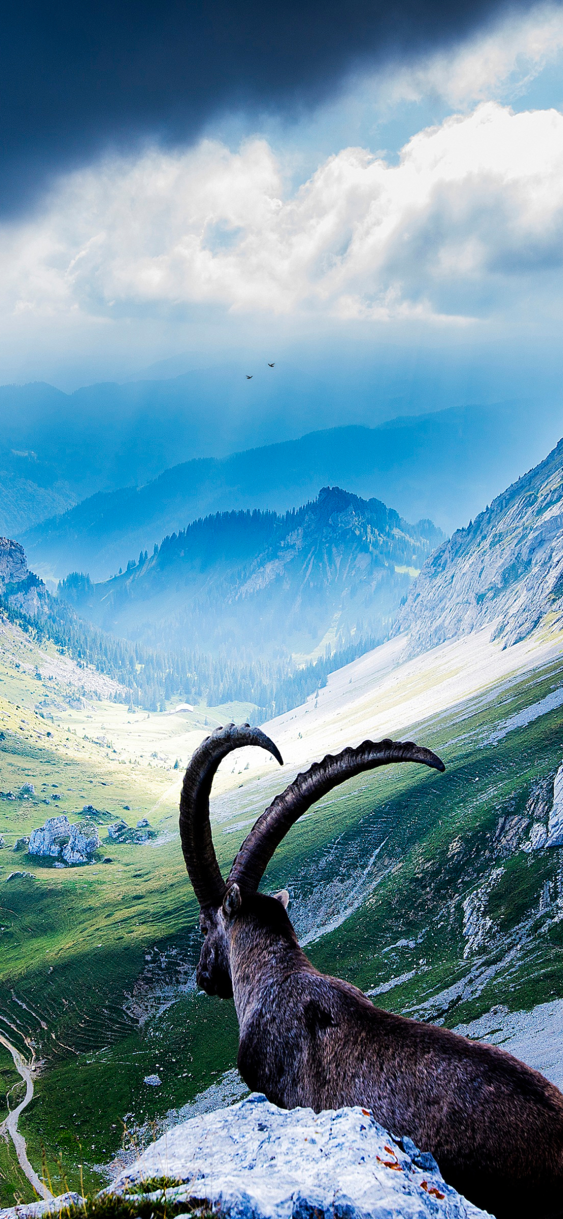 1352423 скачать обои животные, альпийский козерог, козел, коза, швейцария, гора, пейзаж, ландшафт - заставки и картинки бесплатно
