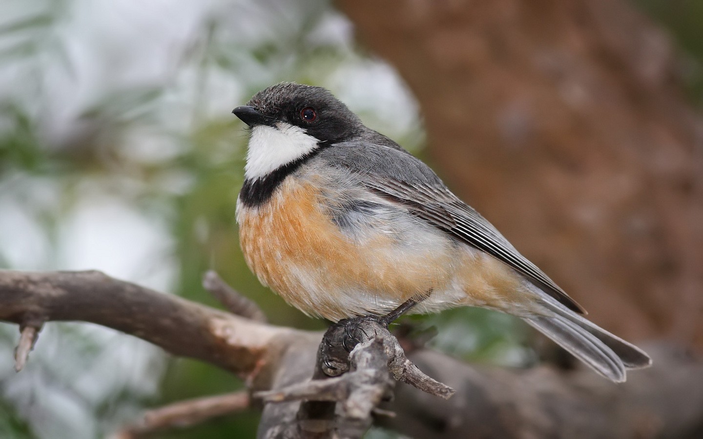 Die besten Rufous Whistler-Hintergründe für den Telefonbildschirm