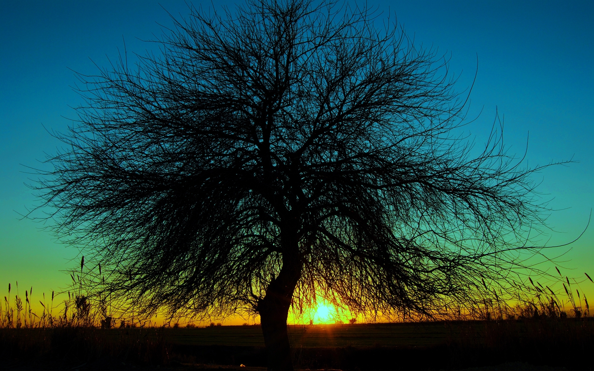 Free download wallpaper Landscape, Trees, Sunset on your PC desktop