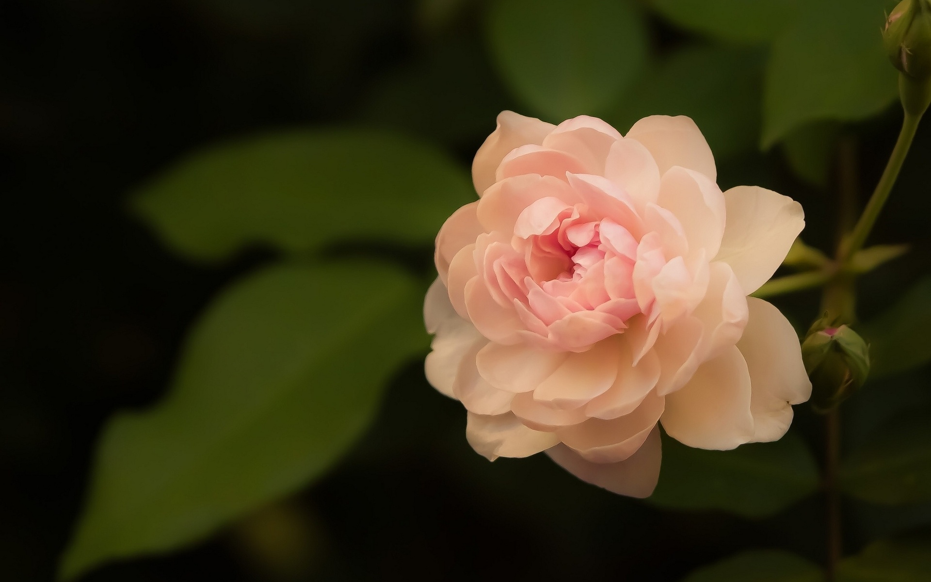 Téléchargez gratuitement l'image Fleurs, Rose, Terre/nature sur le bureau de votre PC