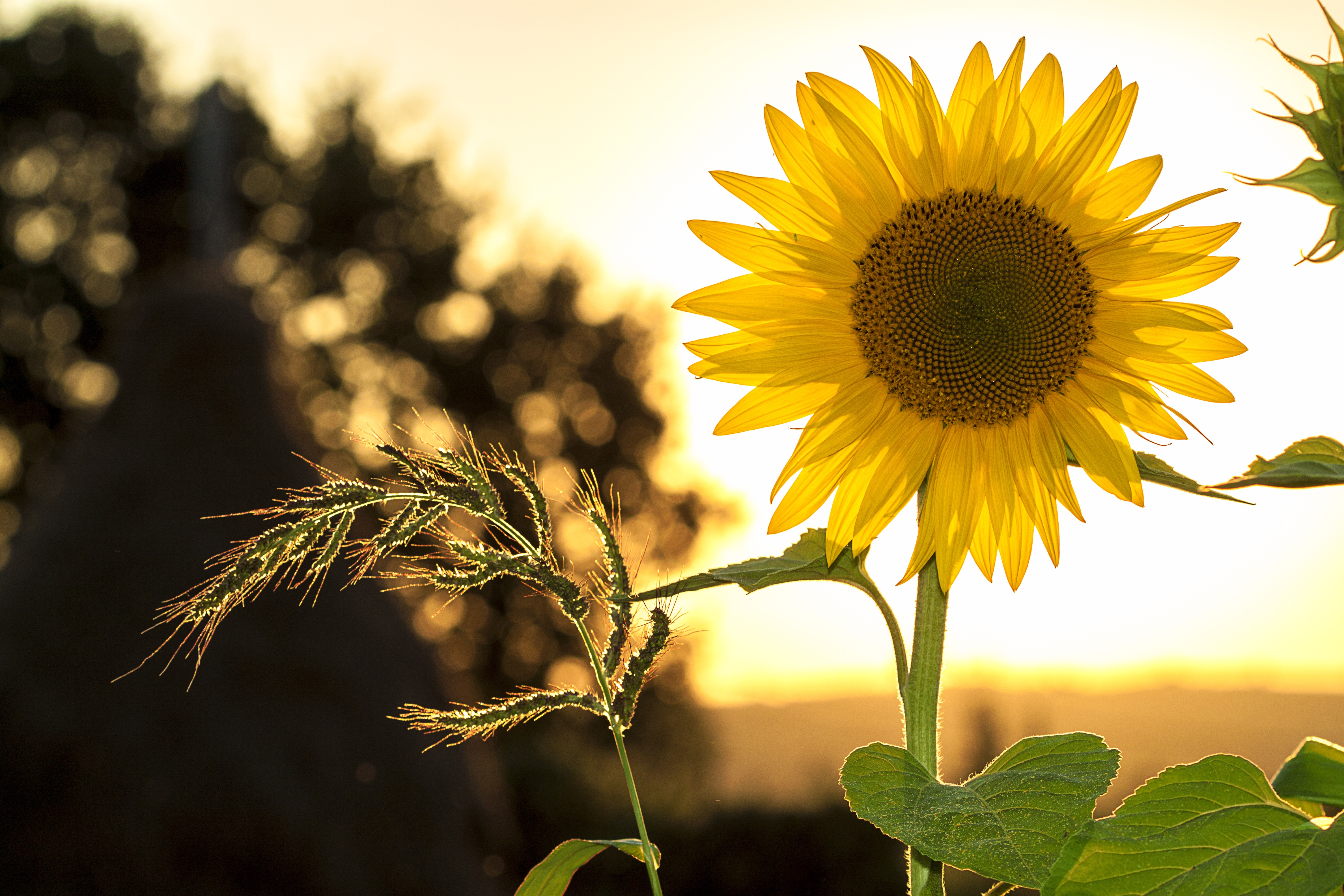 Laden Sie das Blumen, Sommer, Blume, Sonnenblume, Gelbe Blume, Erde/natur-Bild kostenlos auf Ihren PC-Desktop herunter