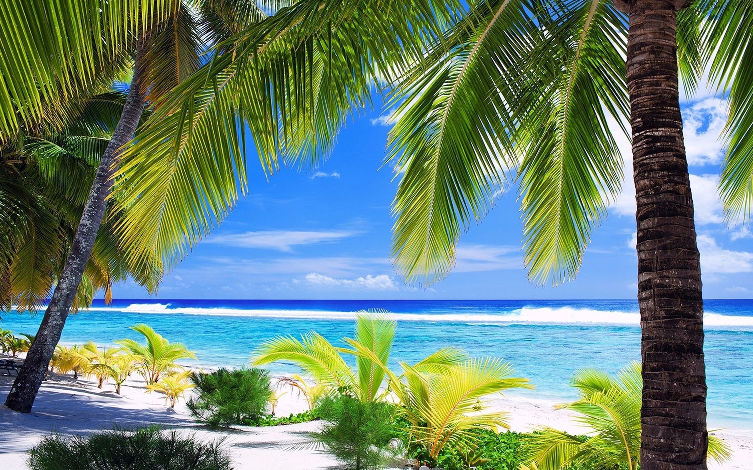 Скачать обои бесплатно Пляж, Пальмы, Тропический, Земля/природа картинка на рабочий стол ПК