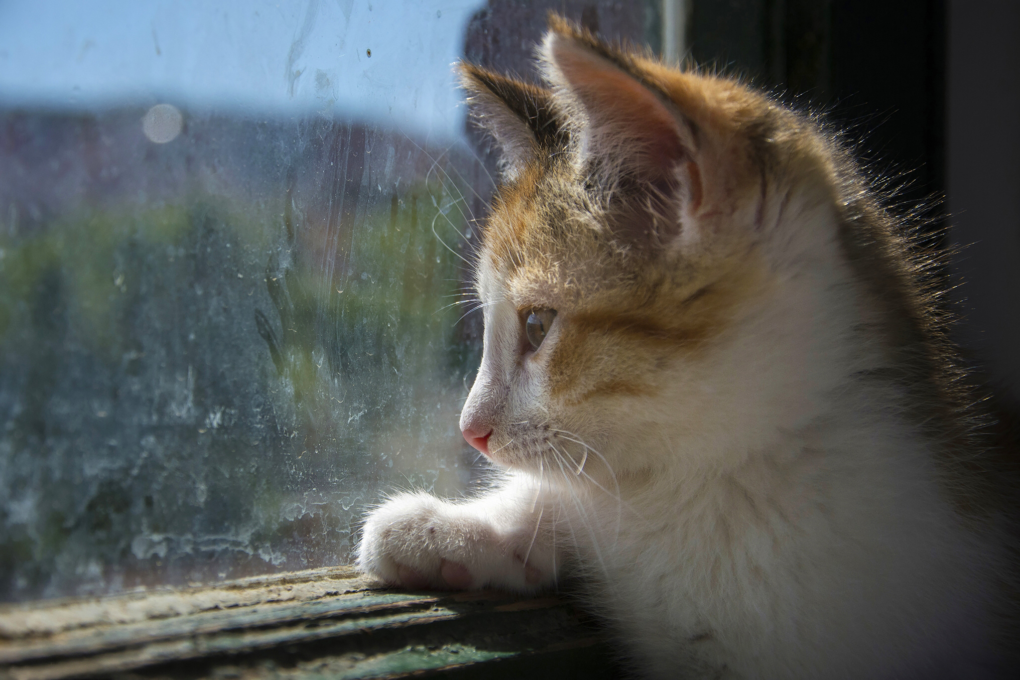 Baixe gratuitamente a imagem Animais, Gatos, Gato, Janela na área de trabalho do seu PC