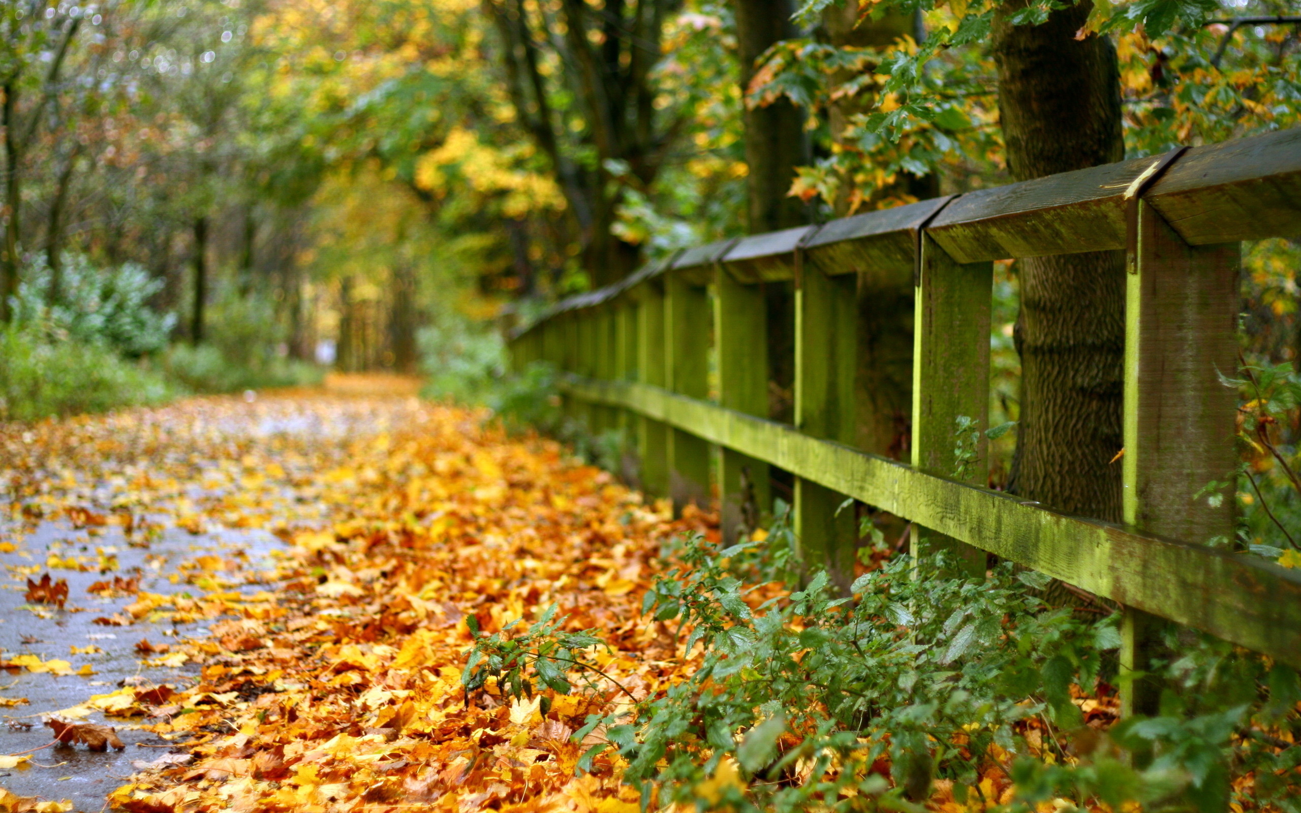 Descarga gratis la imagen Otoño, Fotografía en el escritorio de tu PC