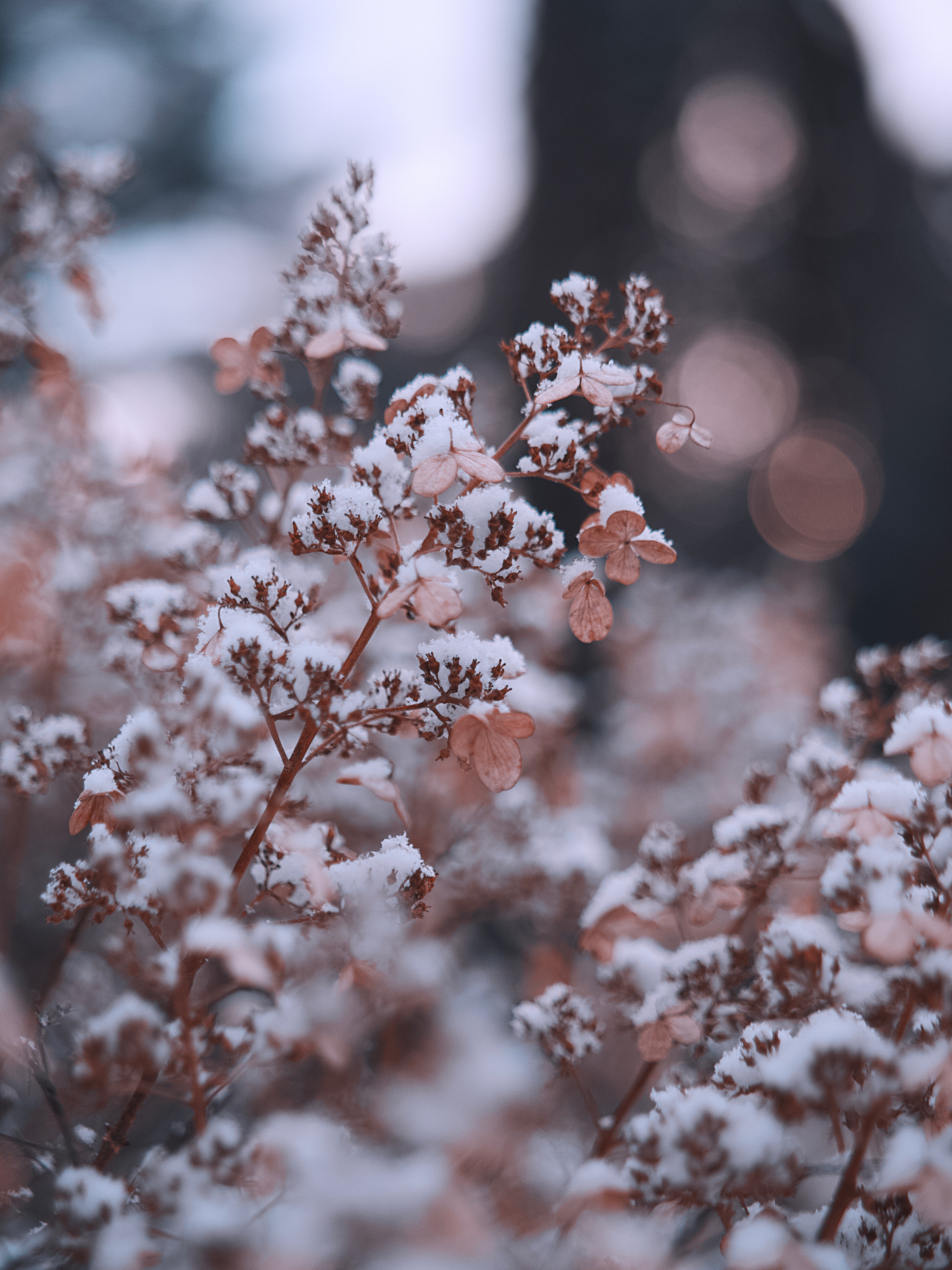 Скачать картинку Снег, Ветки, Растение, Цветы, Макро в телефон бесплатно.