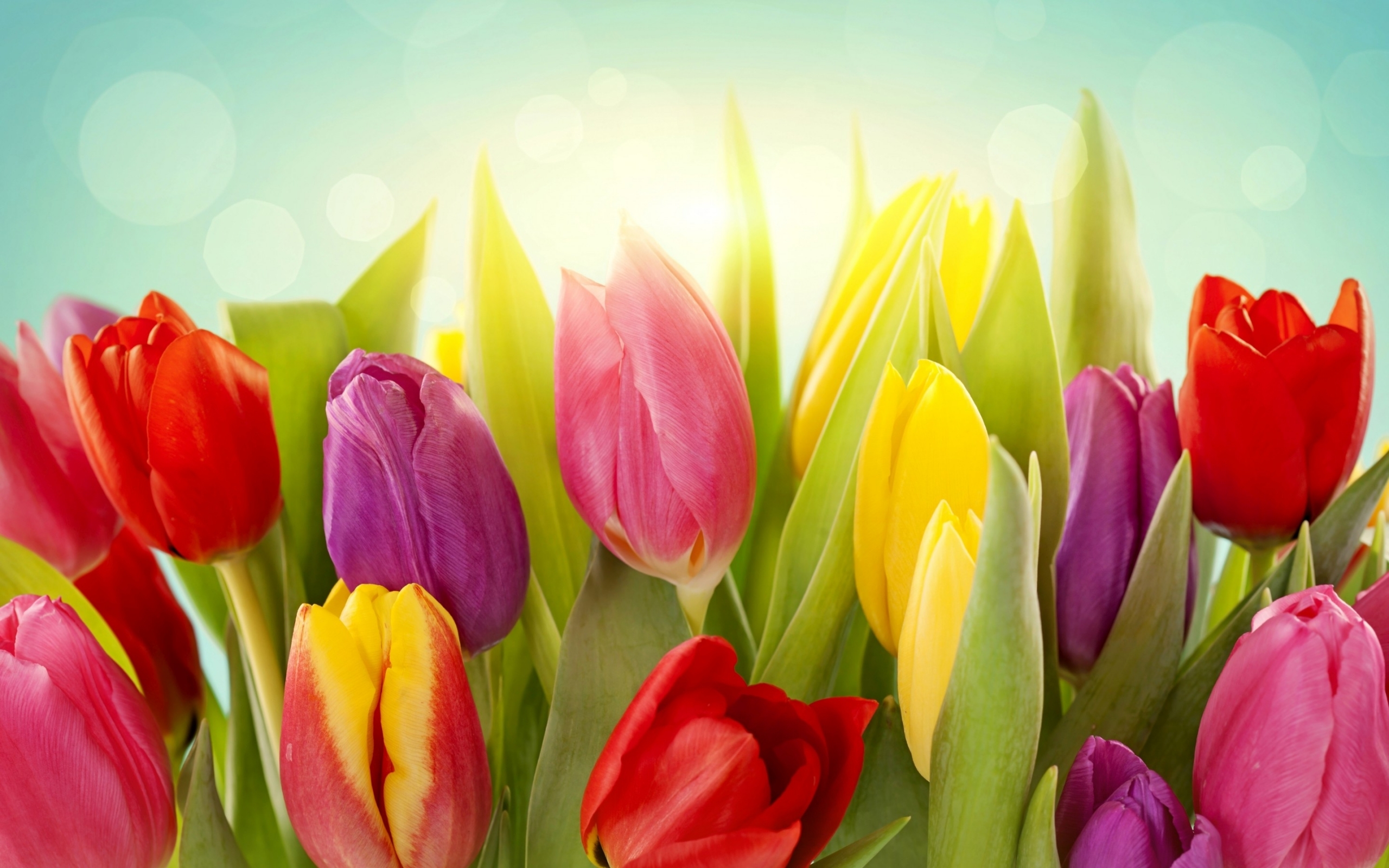 Téléchargez gratuitement l'image Fleurs, Tulipes, Plantes sur le bureau de votre PC