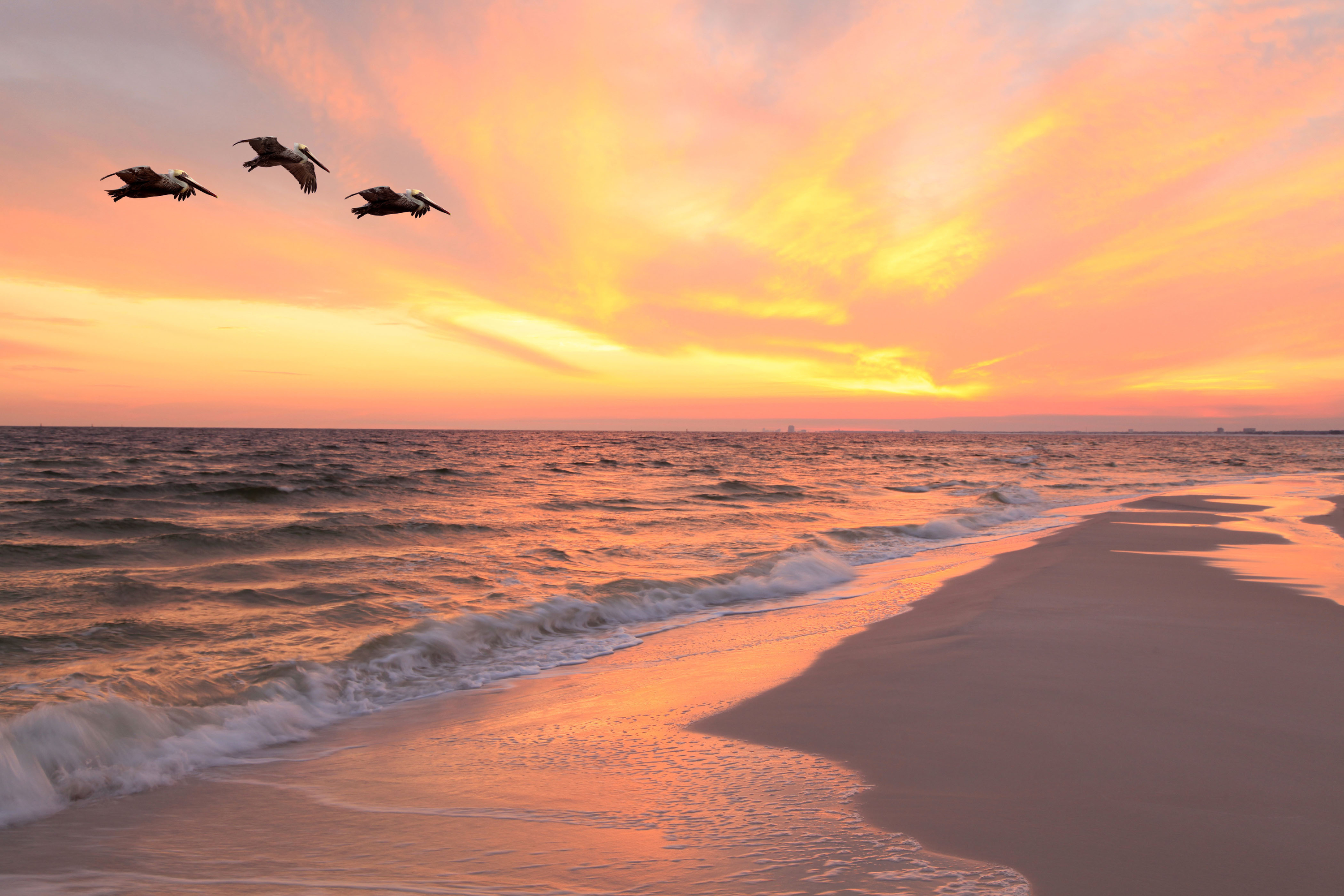 Download mobile wallpaper Sunset, Sky, Sea, Horizon, Ocean, Earth, Pelican for free.