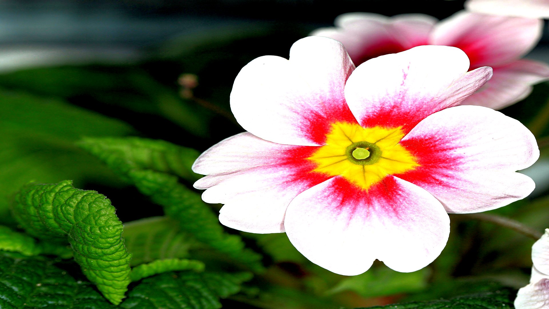 Free download wallpaper Flowers, Flower, Earth on your PC desktop