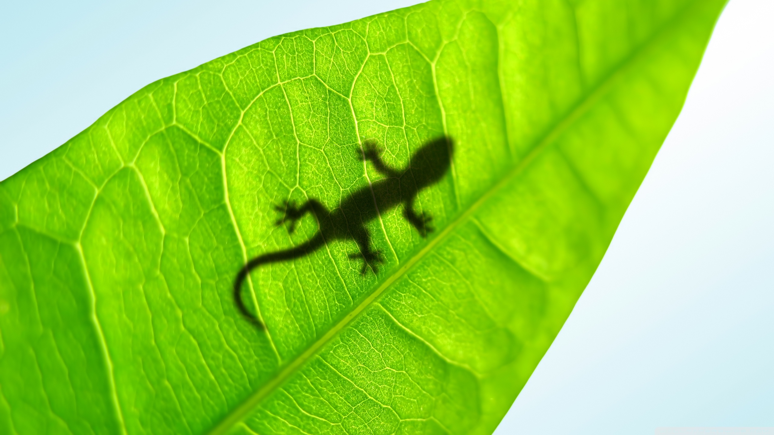 Téléchargez des papiers peints mobile Gecko, Lézard, Reptiles, Animaux gratuitement.