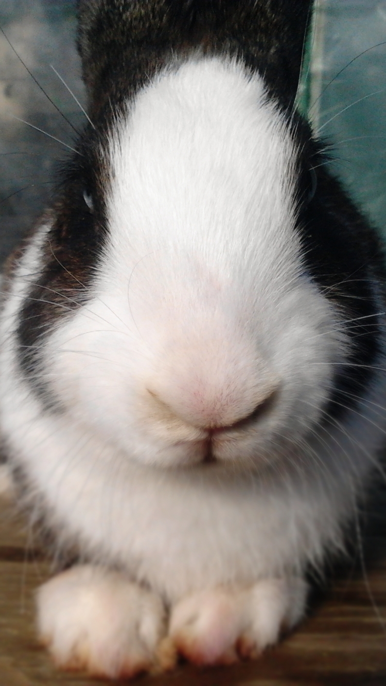 Téléchargez des papiers peints mobile Animaux, Lapin gratuitement.