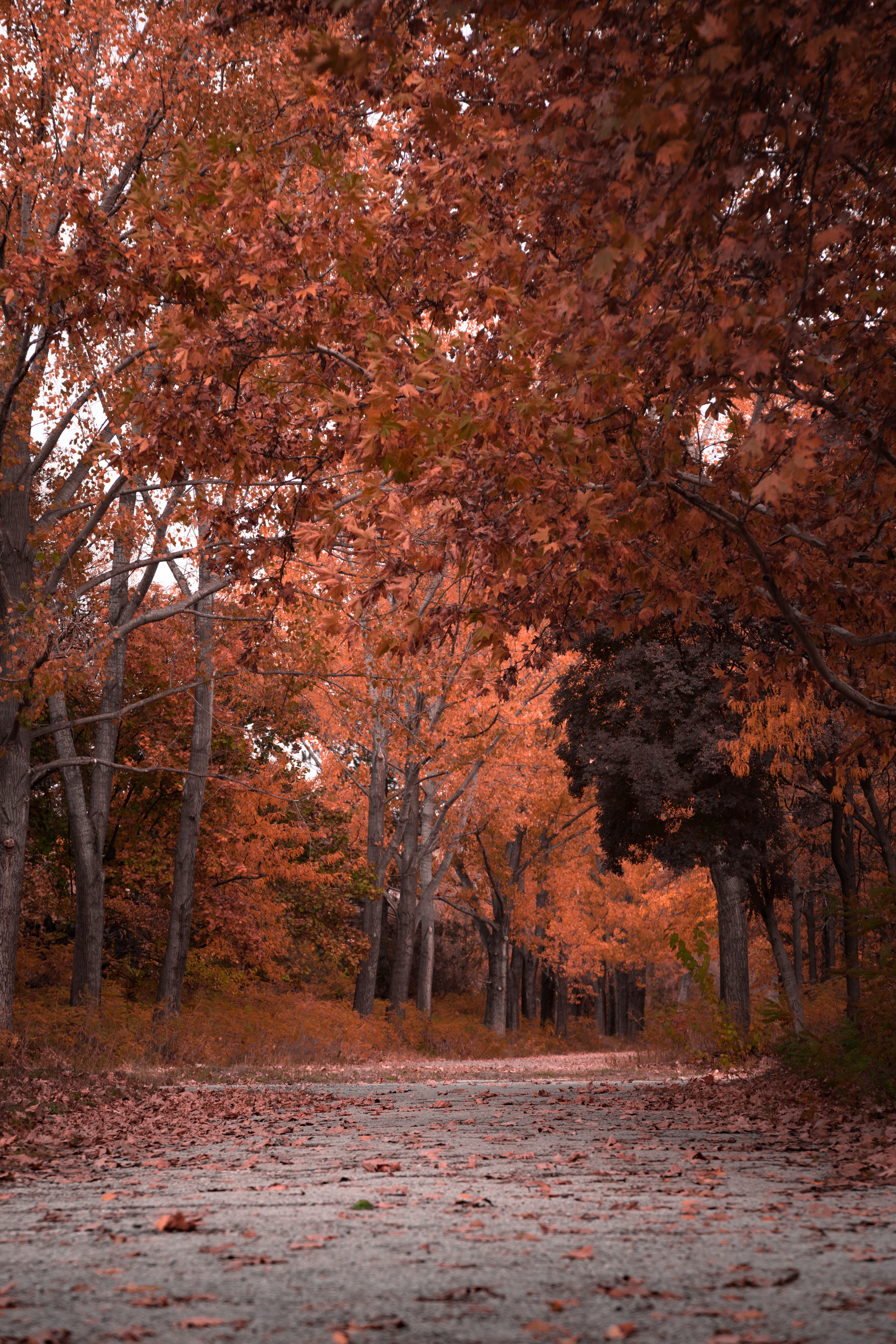 PCデスクトップに自然, 秋, 木の葉, 木, 公園, 葉画像を無料でダウンロード