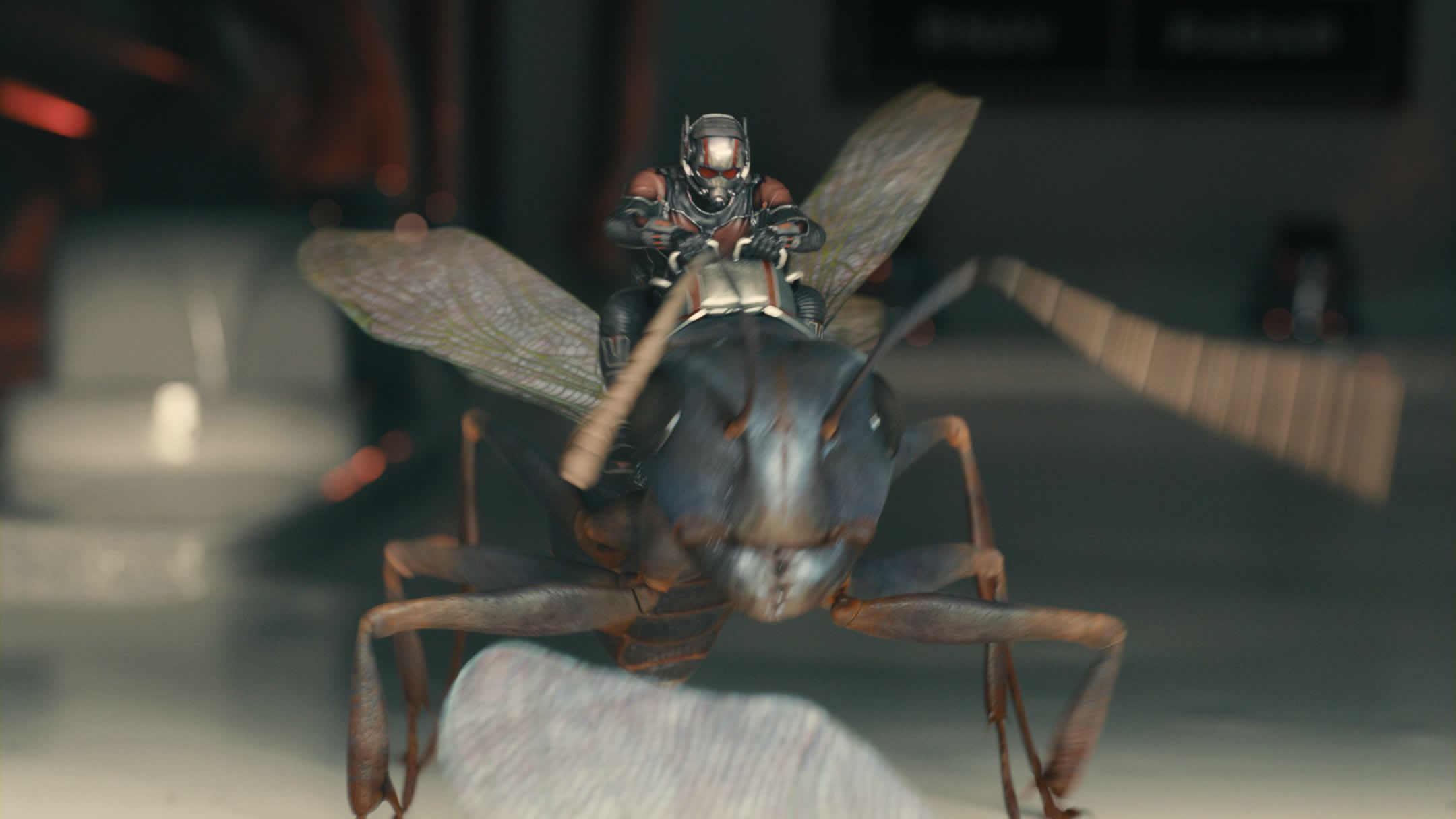 Téléchargez des papiers peints mobile Film, Ant Man gratuitement.