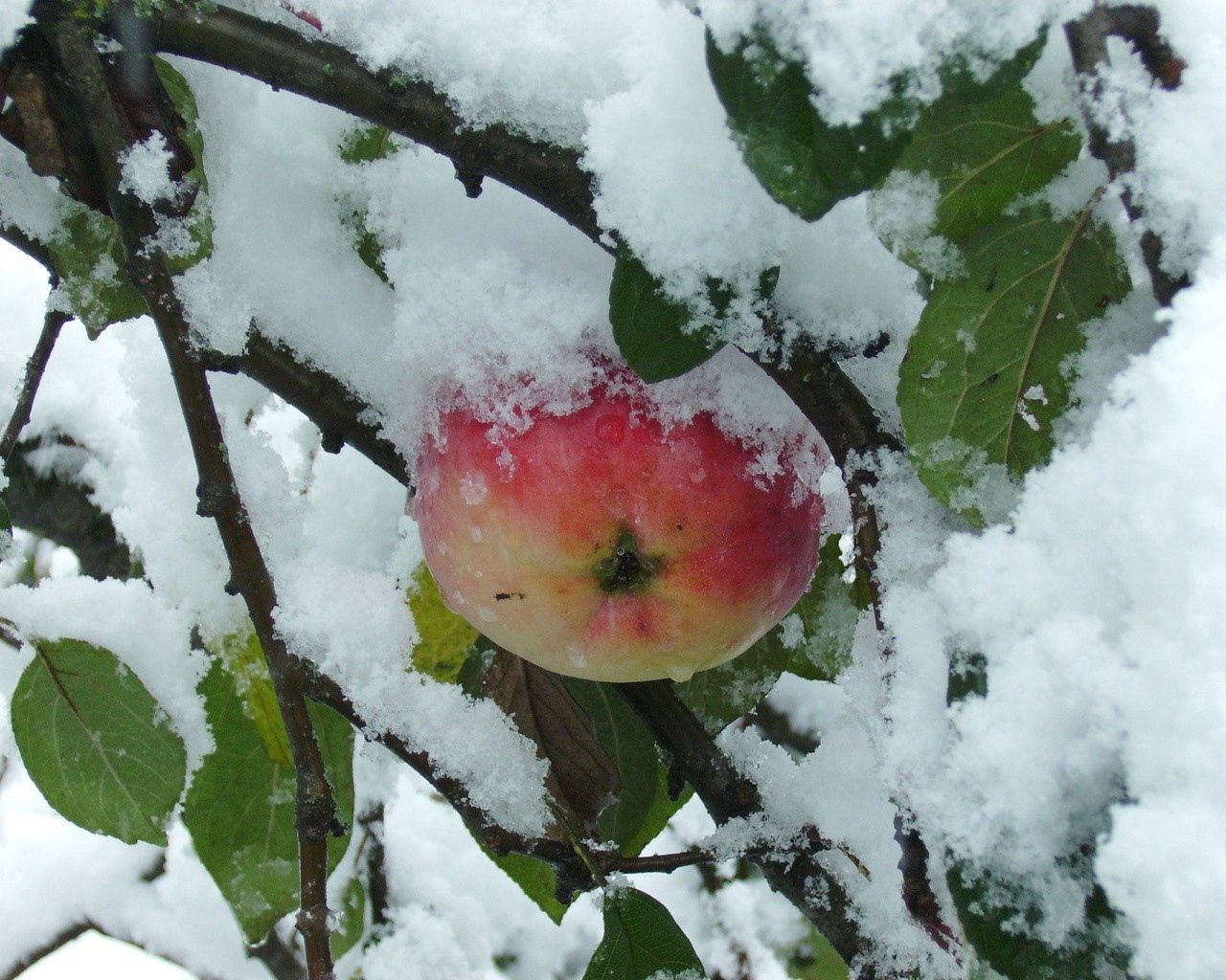 55787 скачать обои яблоко, снег, листья, природа, дерево, ветки - заставки и картинки бесплатно