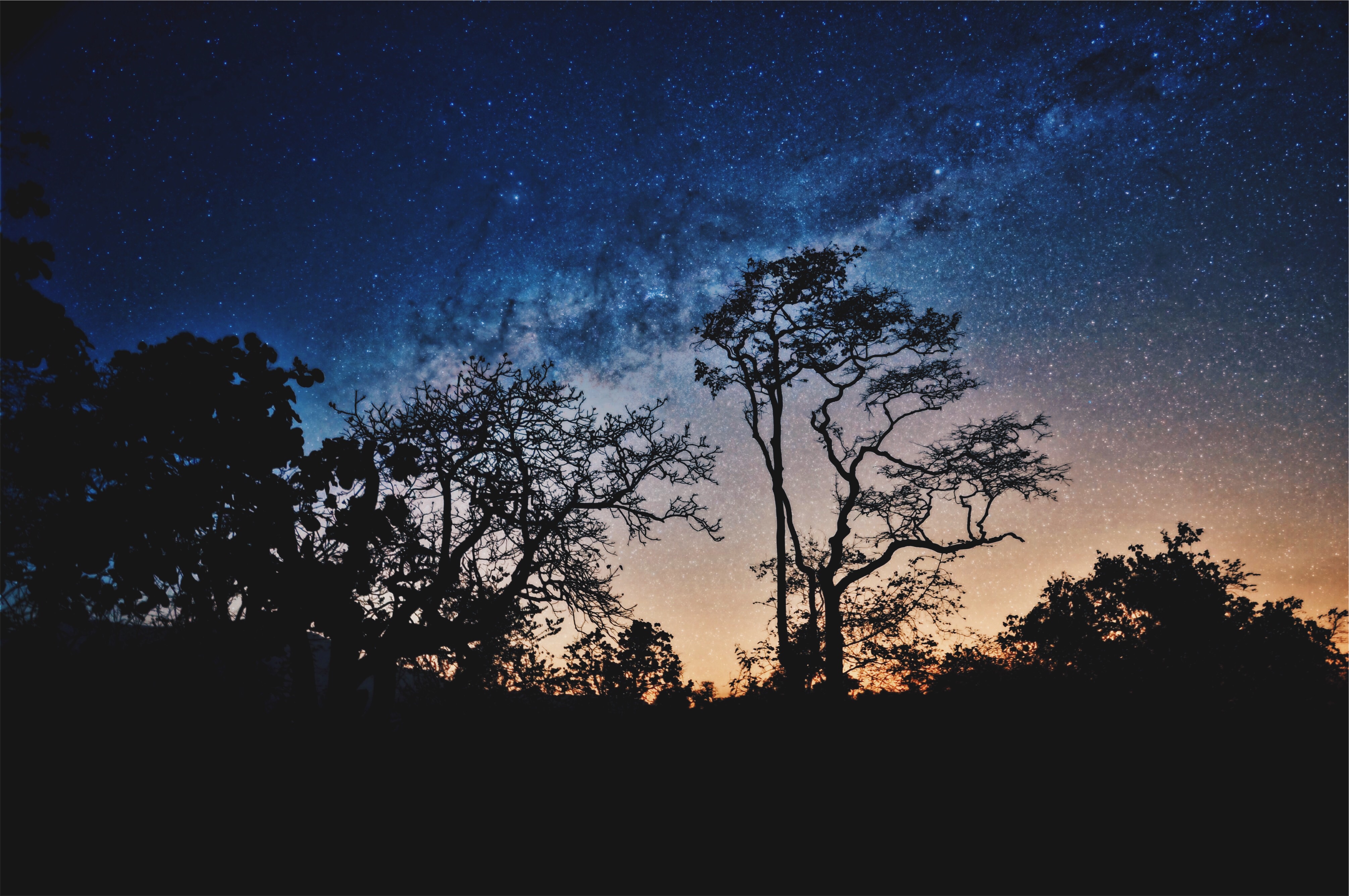 stars, trees, sky, night, dark mobile wallpaper