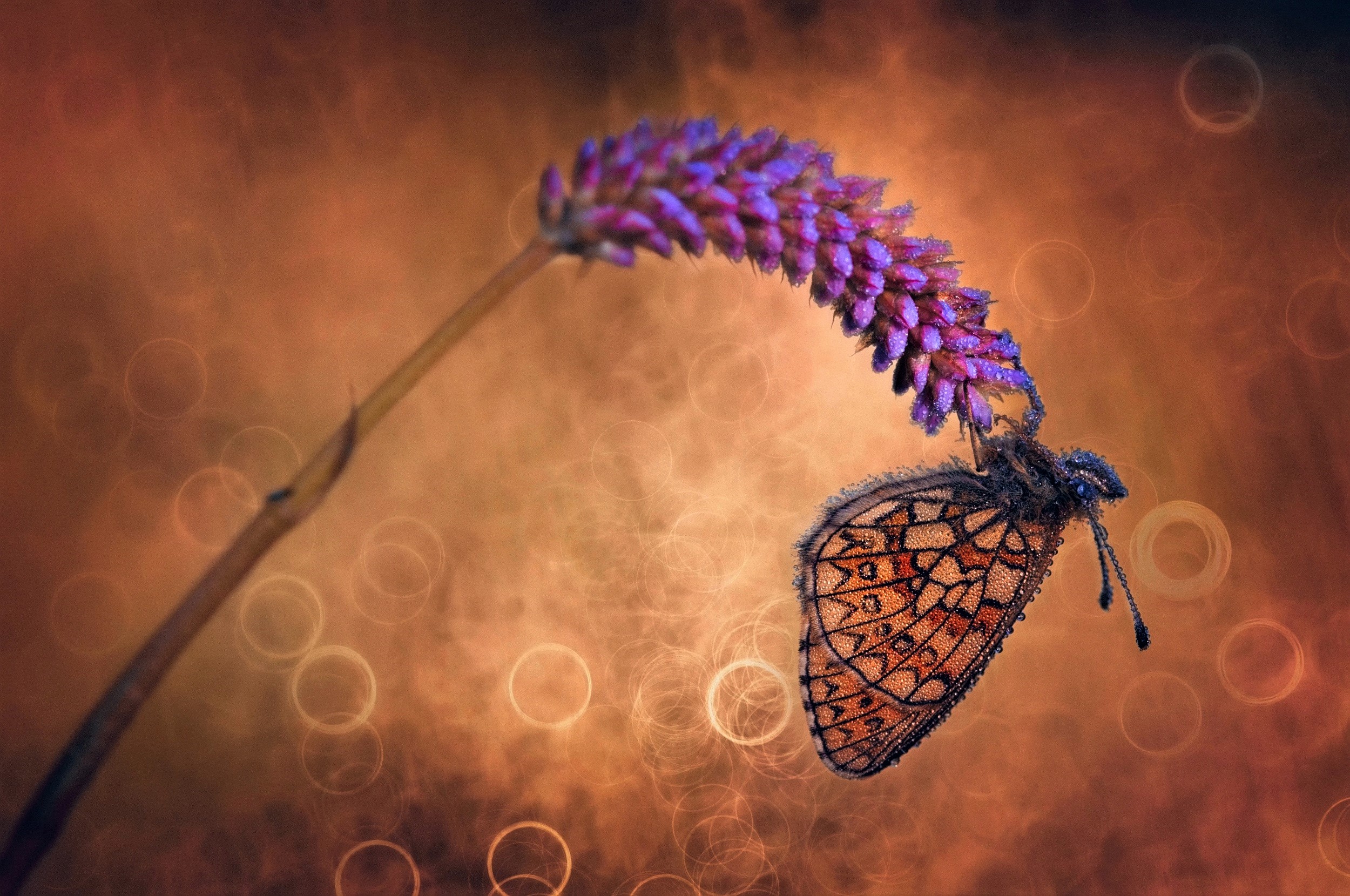 Free download wallpaper Flower, Macro, Butterfly, Animal, Colorful, Purple Flower on your PC desktop