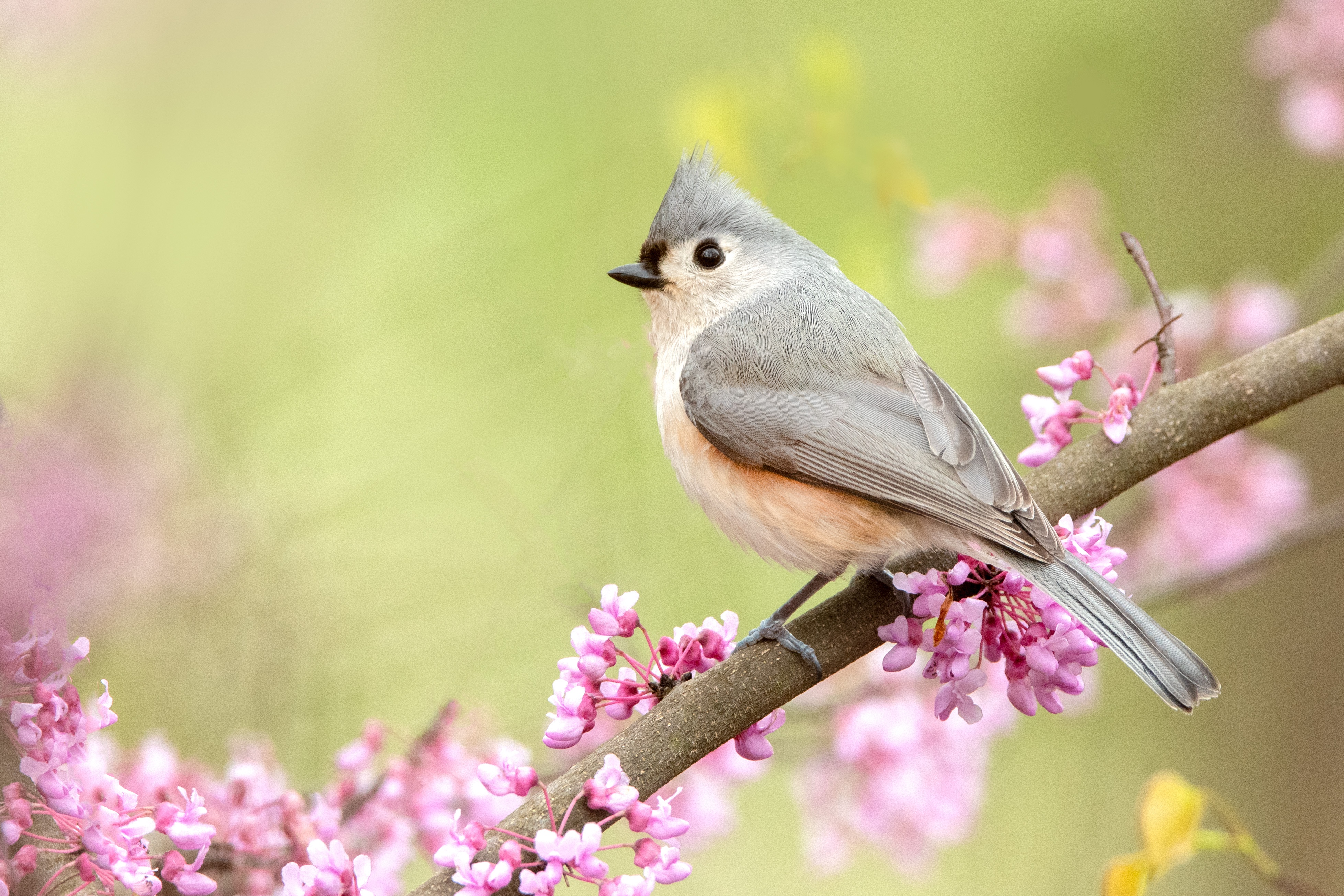 PCデスクトップに動物, 鳥, 花, シジュウカラ, スズメ目画像を無料でダウンロード