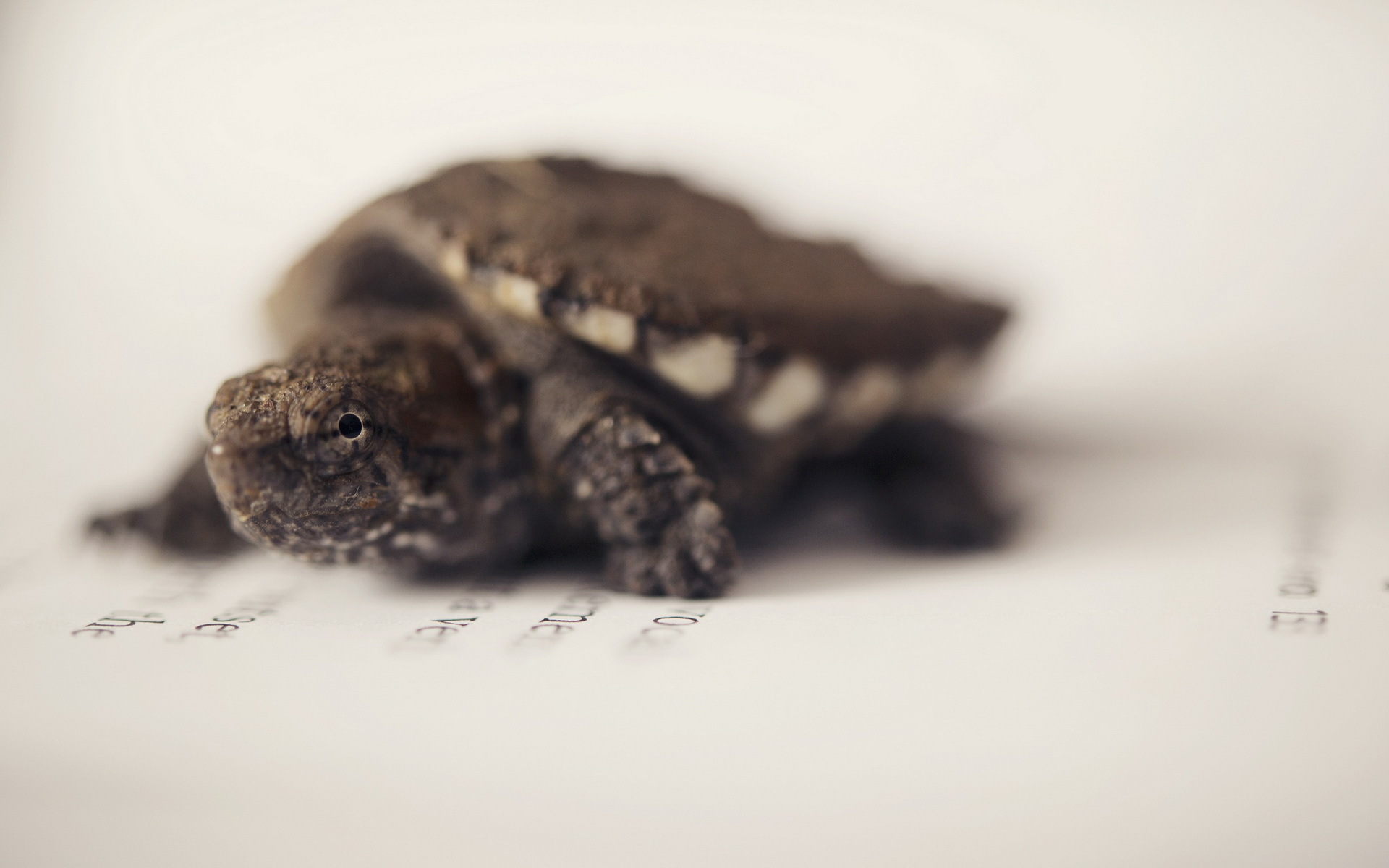 Download mobile wallpaper Turtles, Animal, Turtle for free.