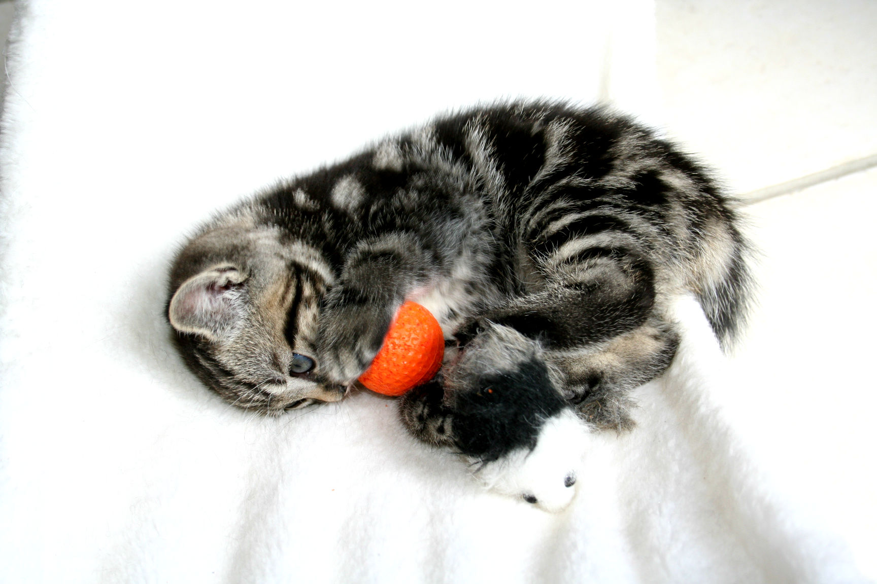 Baixe gratuitamente a imagem Animais, Gatos, Gato na área de trabalho do seu PC