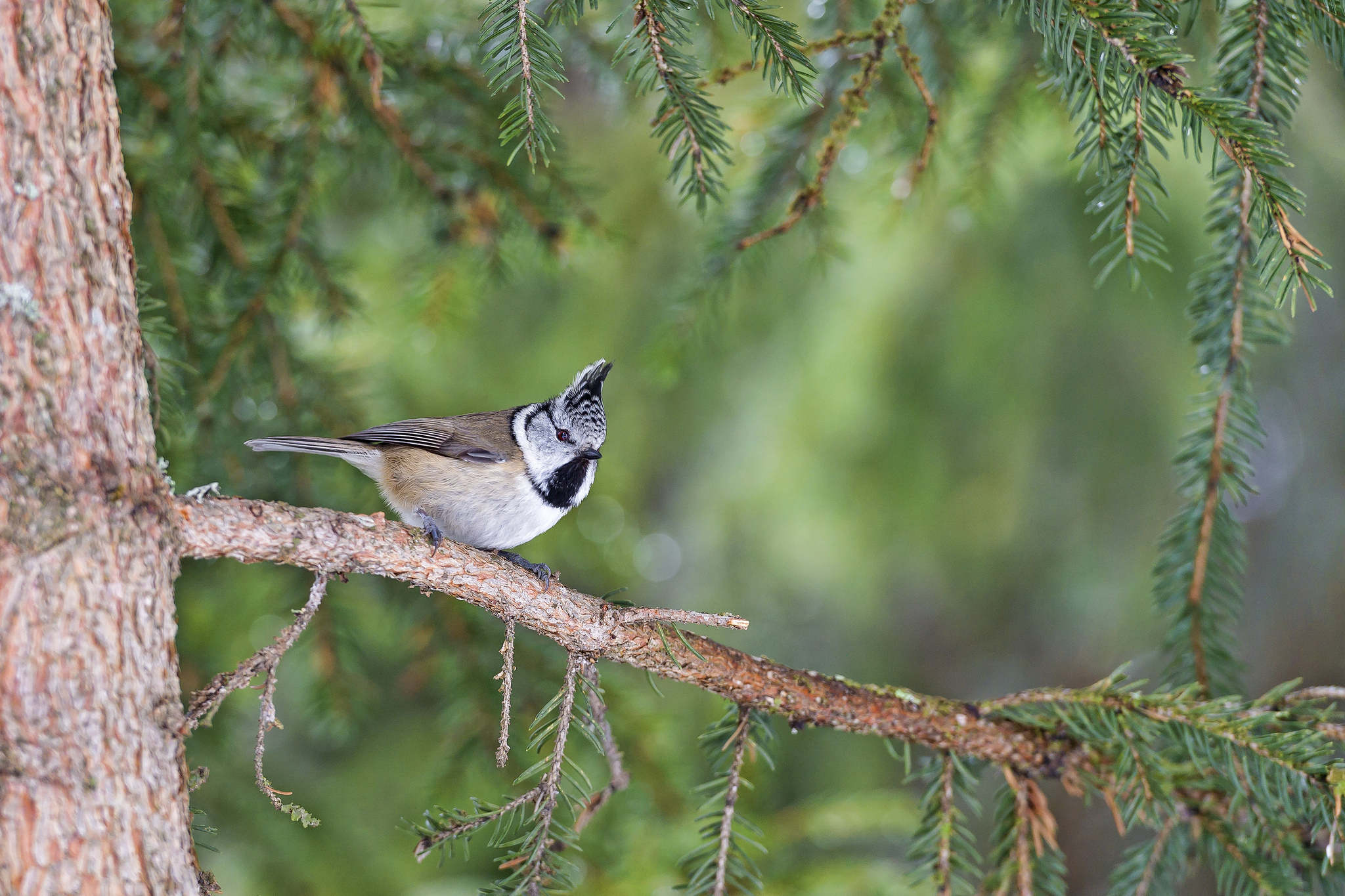 Téléchargez gratuitement l'image Animaux, Oiseau, Des Oiseaux sur le bureau de votre PC