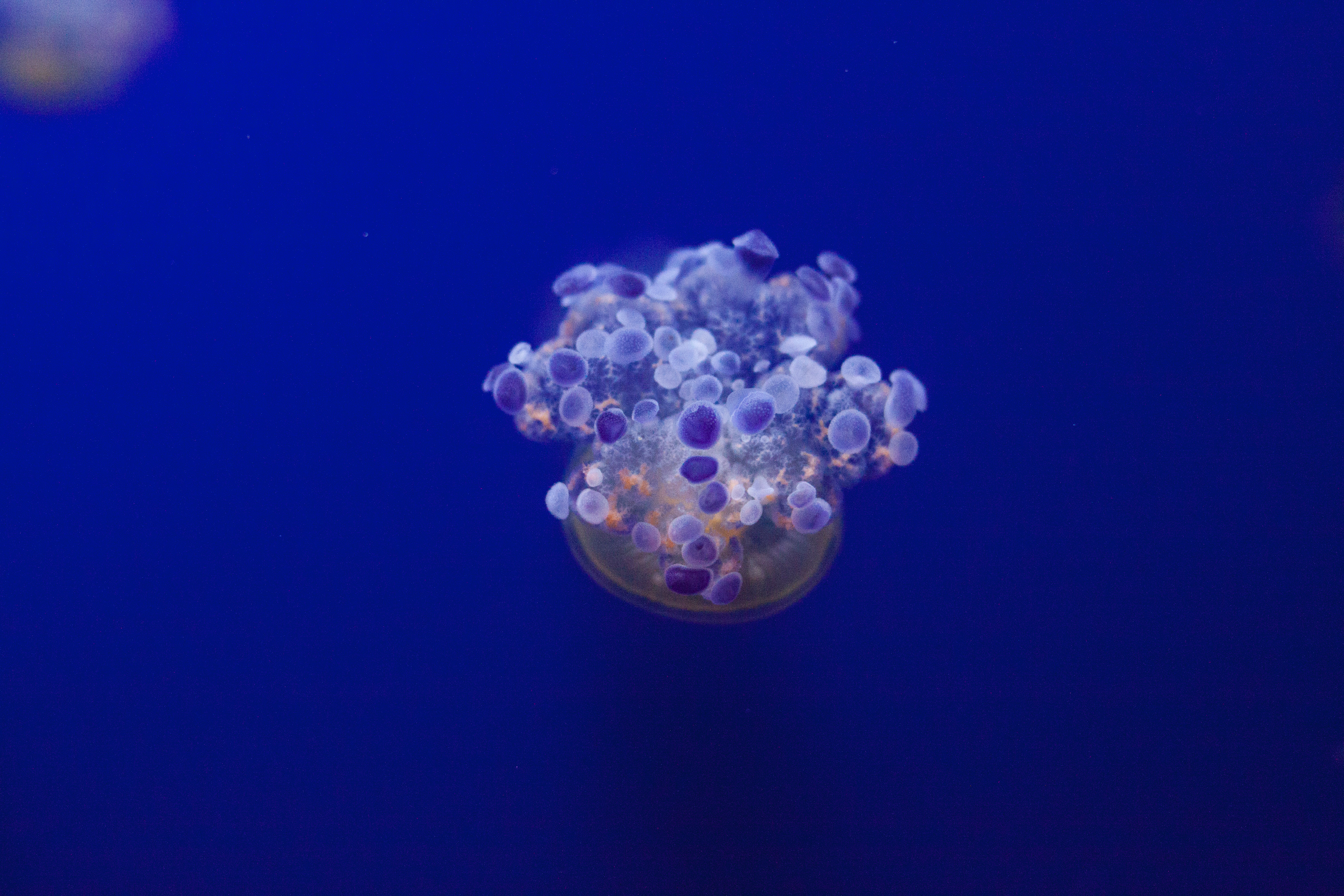 101215 скачать картинку подводный мир, животные, медуза, щупальцы, разновидность - обои и заставки бесплатно