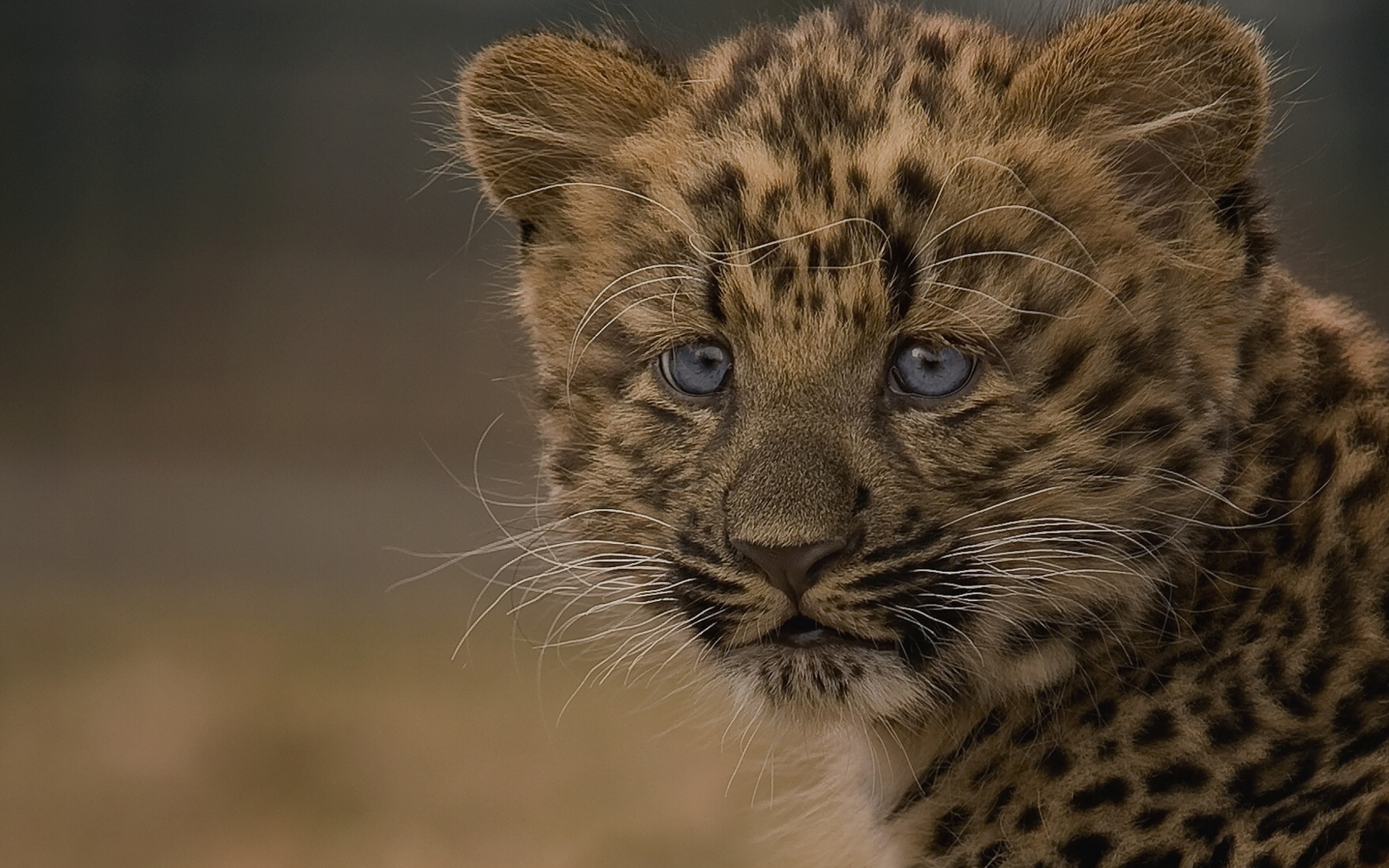 Handy-Wallpaper Leopard, Katzen, Tiere kostenlos herunterladen.