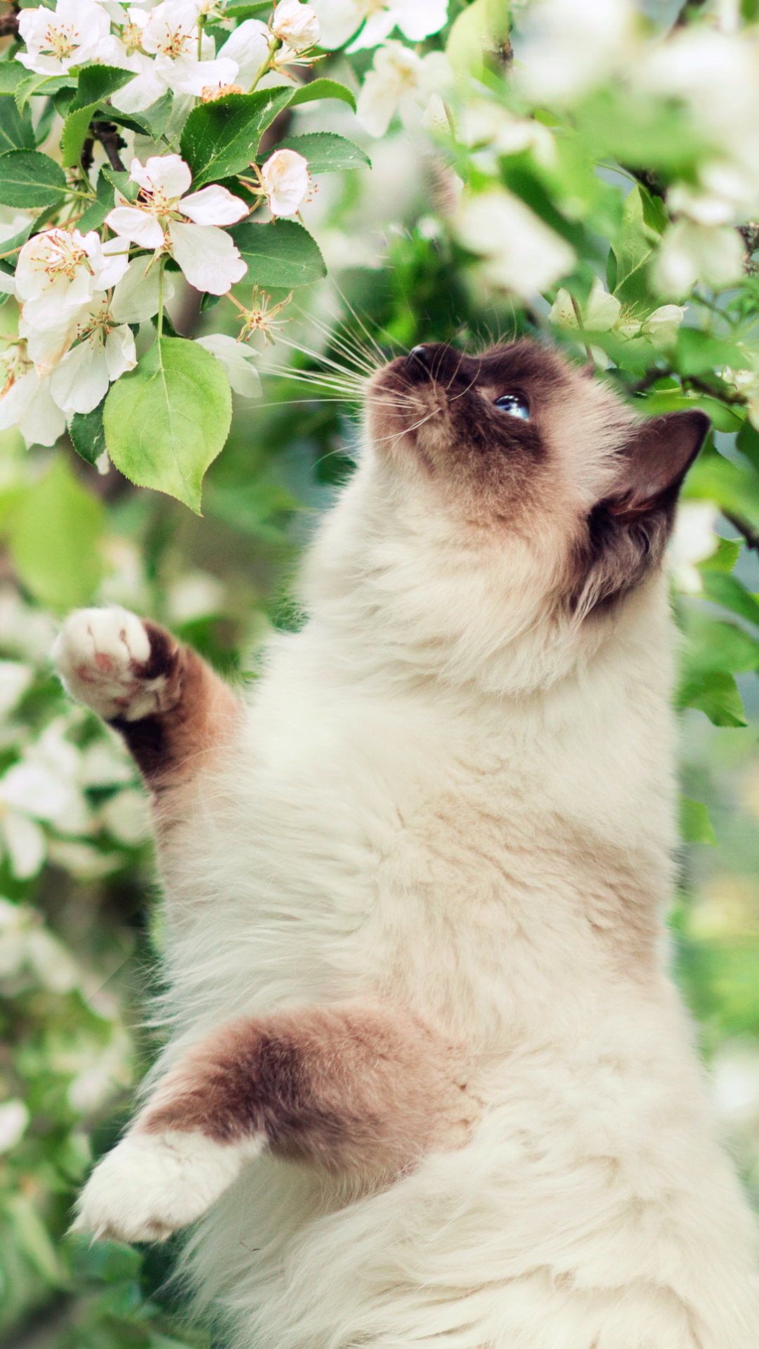 Скачати мобільні шпалери Квітка, Кішка, Тварина, Коти, Блакитні Очі, Гімалайська Кішка безкоштовно.