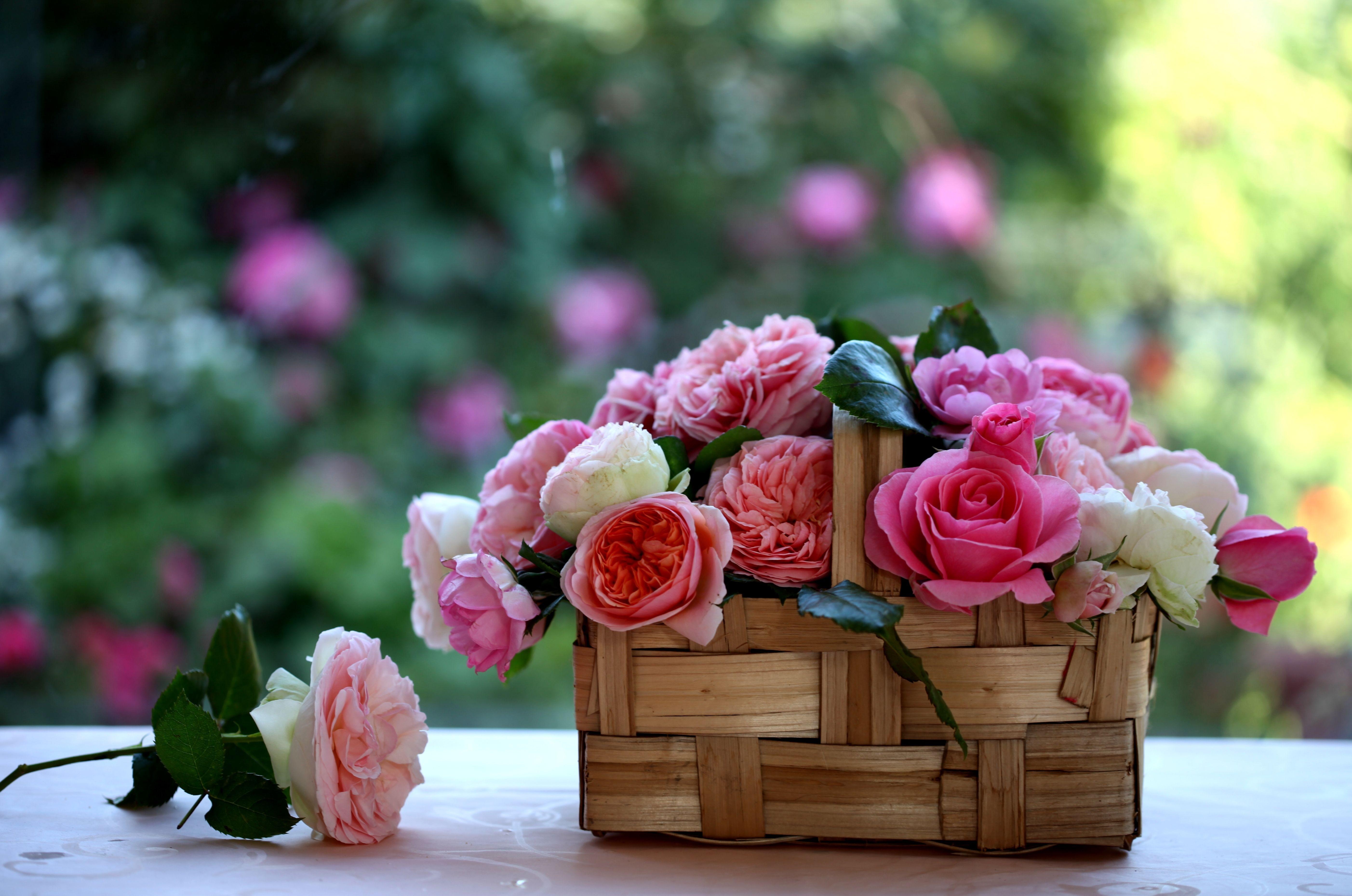Laden Sie das Blume, Rose, Korb, Bokeh, Weiße Blume, Menschengemacht, Pinke Blume, Stillleben-Bild kostenlos auf Ihren PC-Desktop herunter
