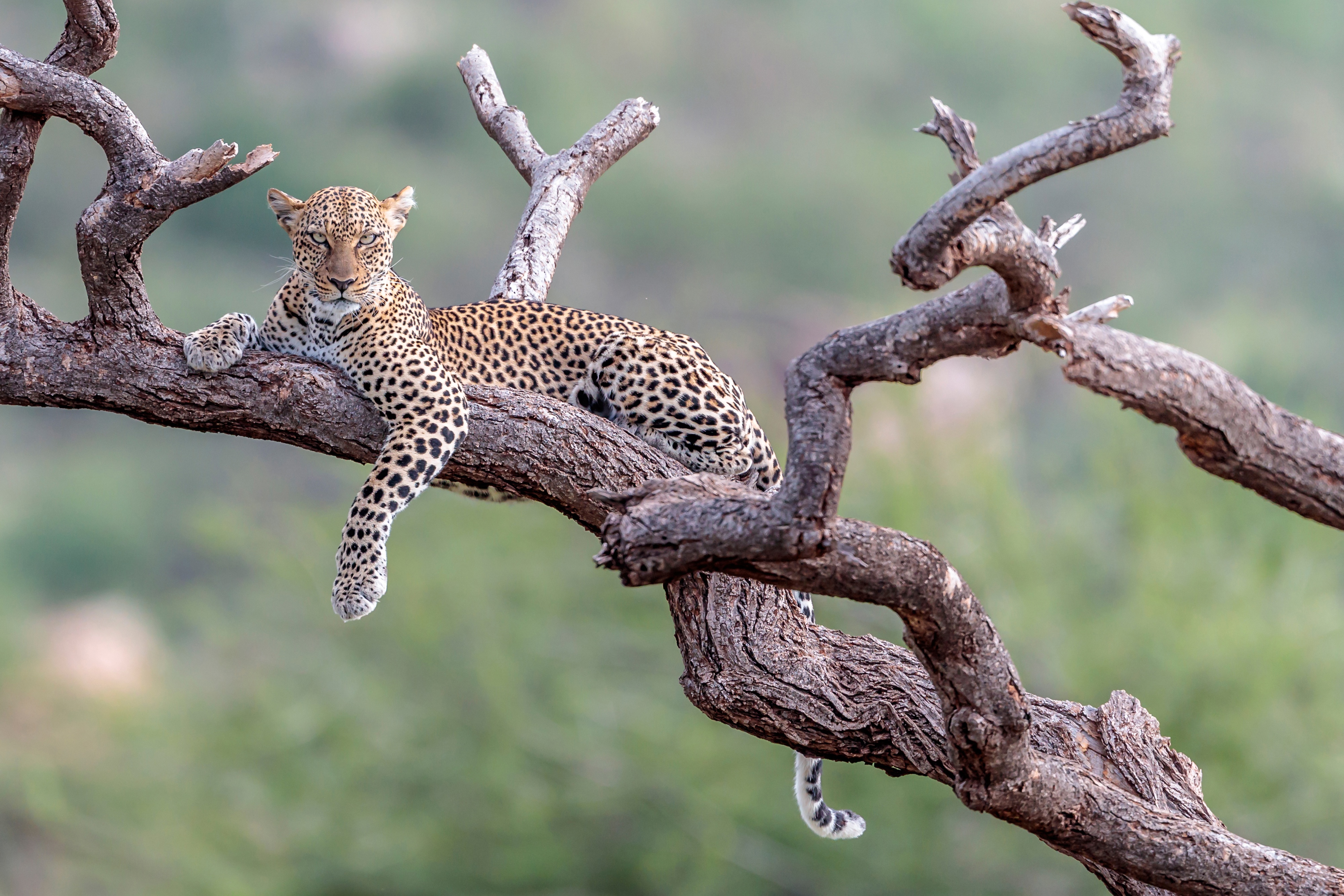 Handy-Wallpaper Leopard, Katzen, Tiere kostenlos herunterladen.