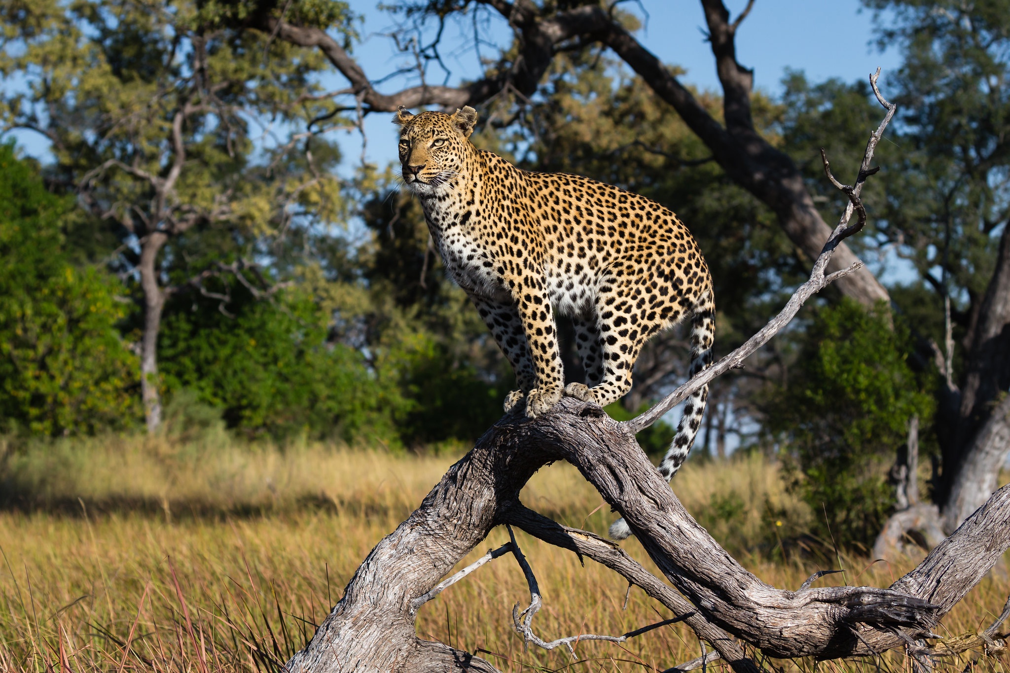 Baixar papel de parede para celular de Animais, Gatos, Leopardo gratuito.