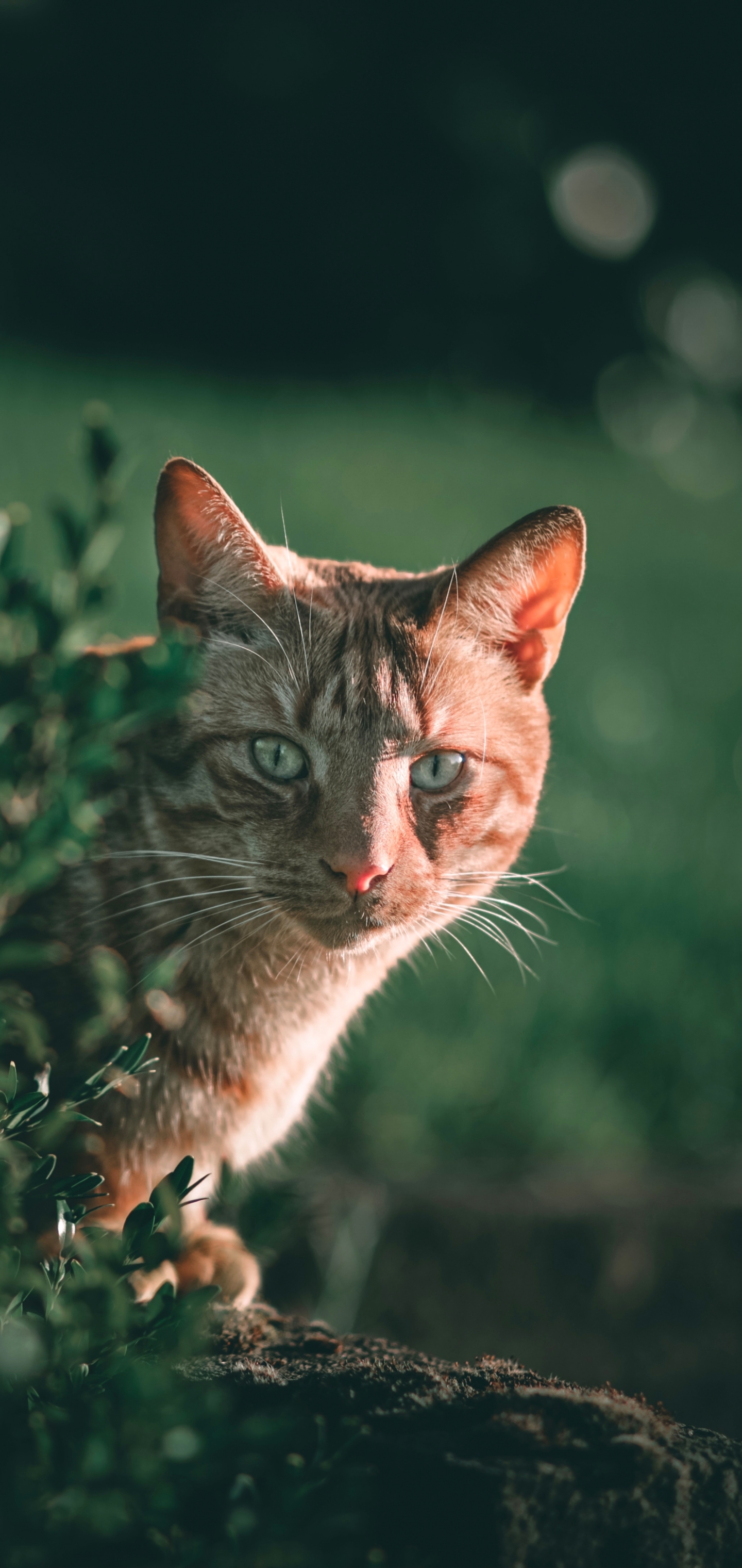 Handy-Wallpaper Tiere, Katzen, Katze kostenlos herunterladen.