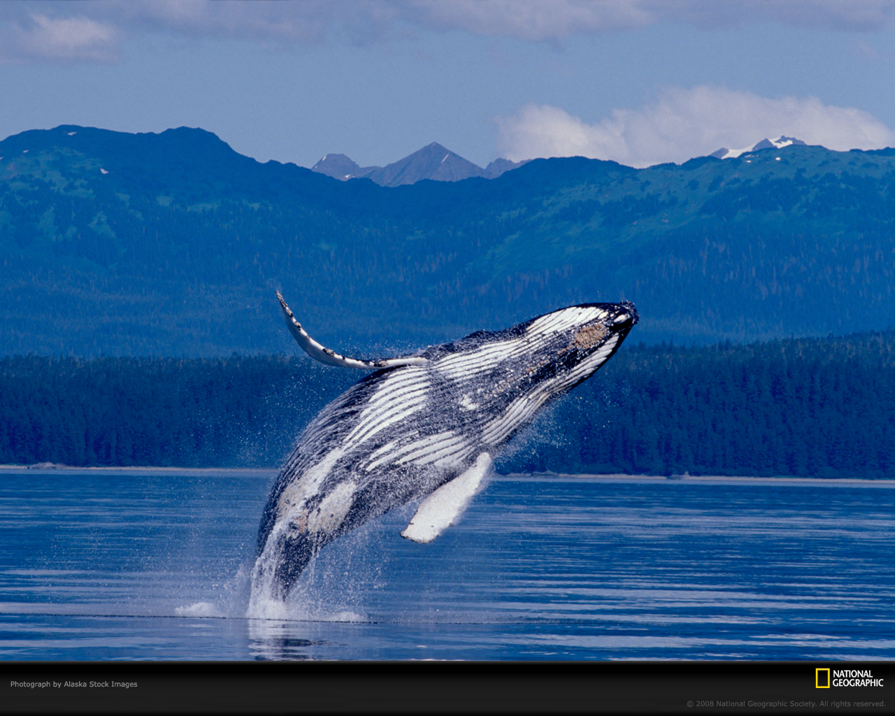 1480531画像をダウンロード動物, 鯨, 違反-壁紙とスクリーンセーバーを無料で