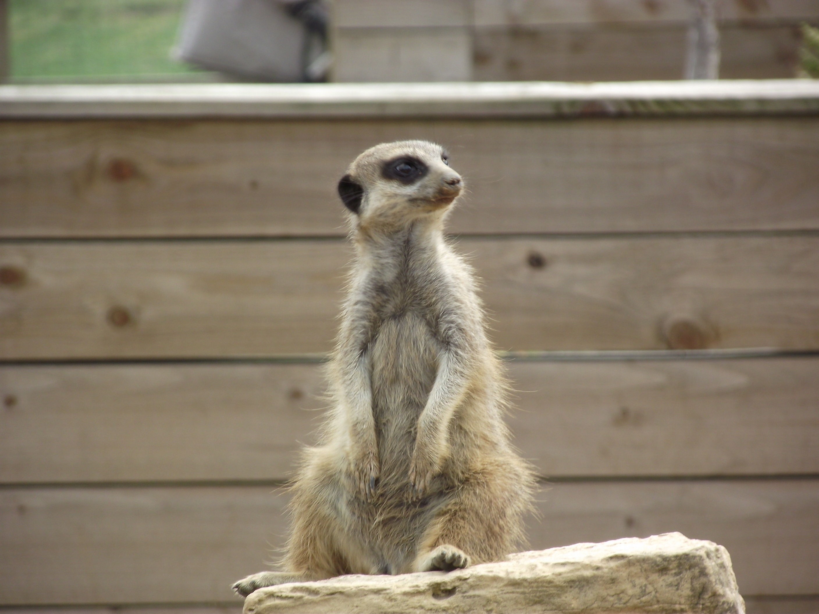 meerkat, animals, rock, sit, stone, surikat