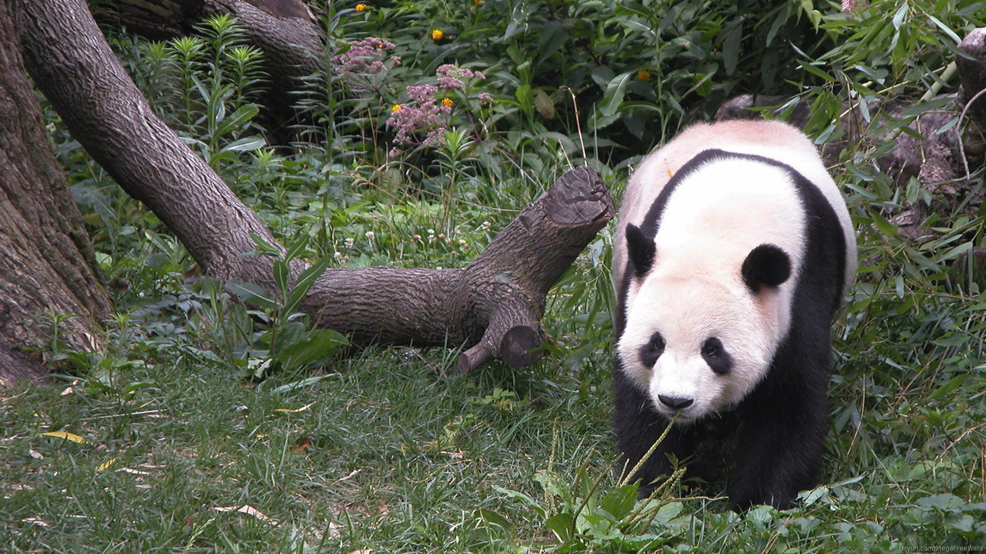Descarga gratuita de fondo de pantalla para móvil de Animales, Panda.