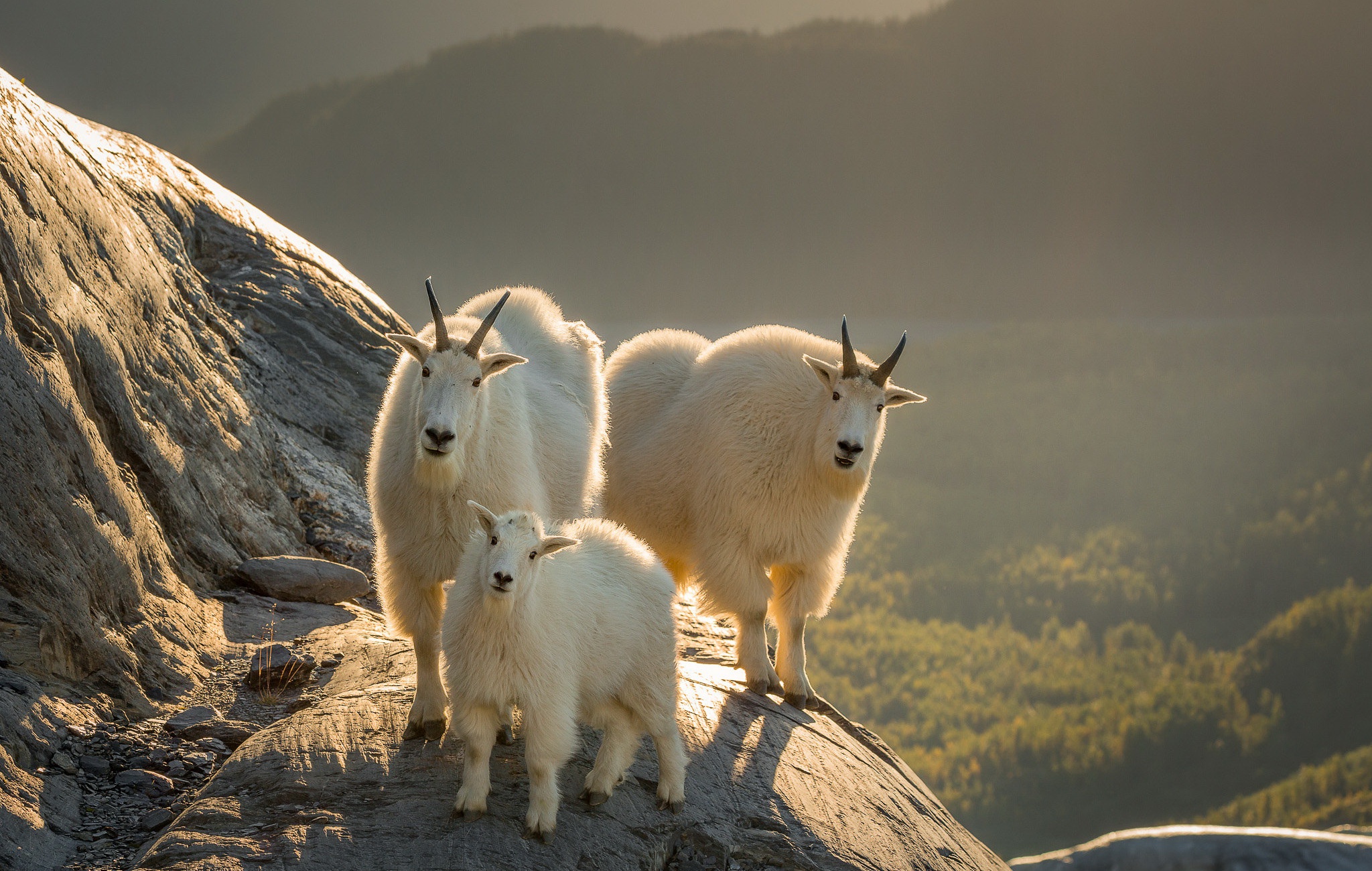 mountain goat, animal, baby animal, goat