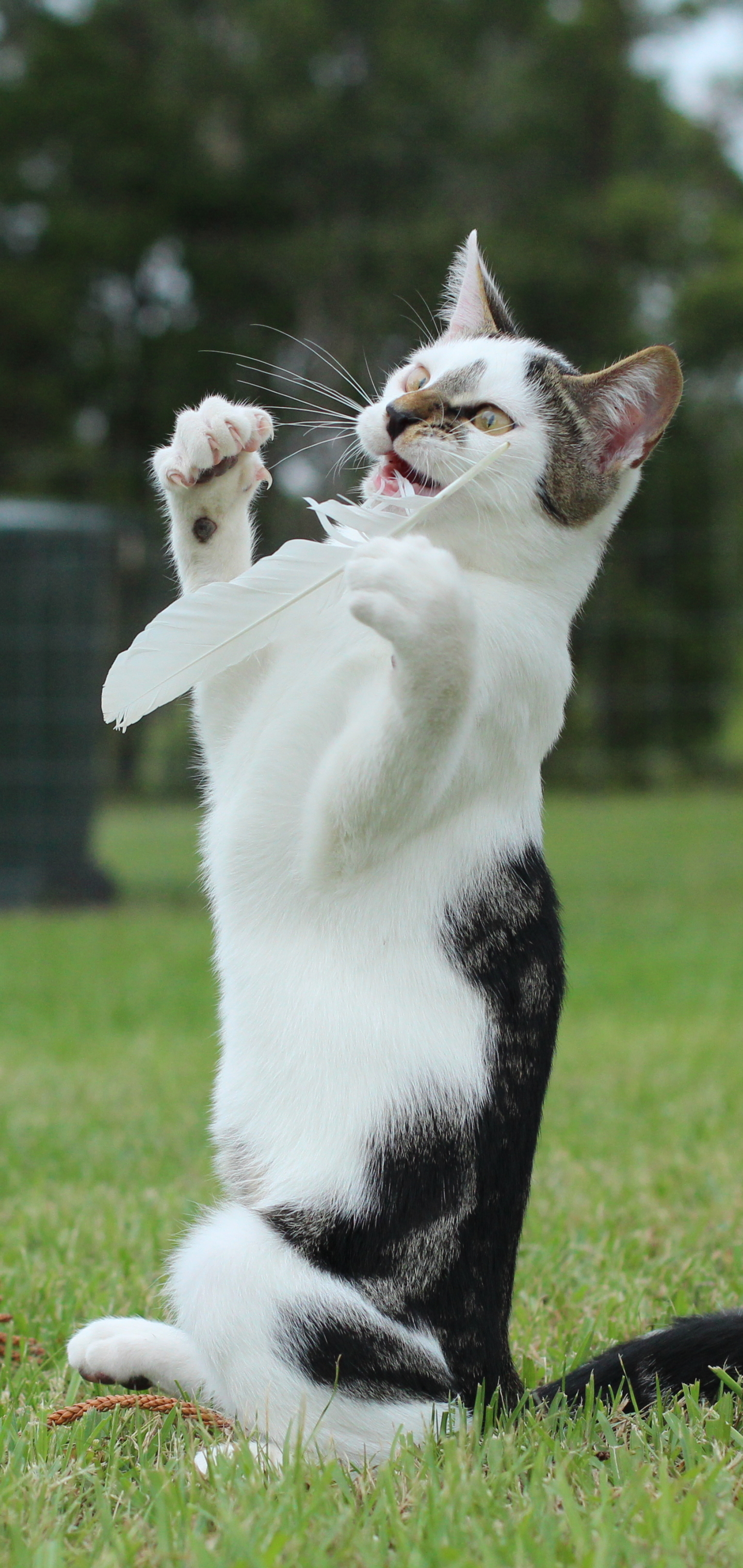 Descarga gratuita de fondo de pantalla para móvil de Animales, Gatos, Gato.