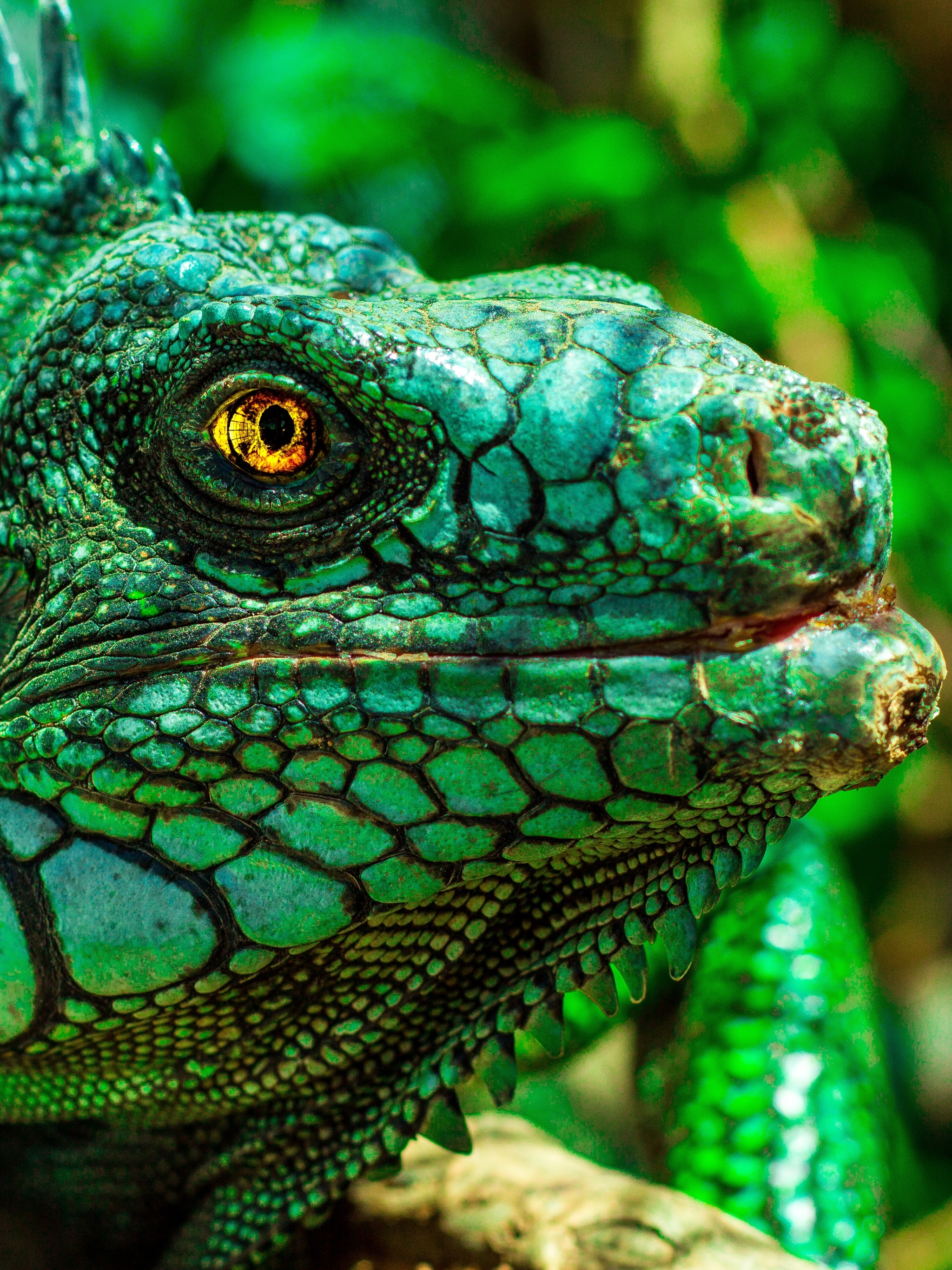 Download mobile wallpaper Close Up, Animal, Lizard, Reptiles, Iguana for free.