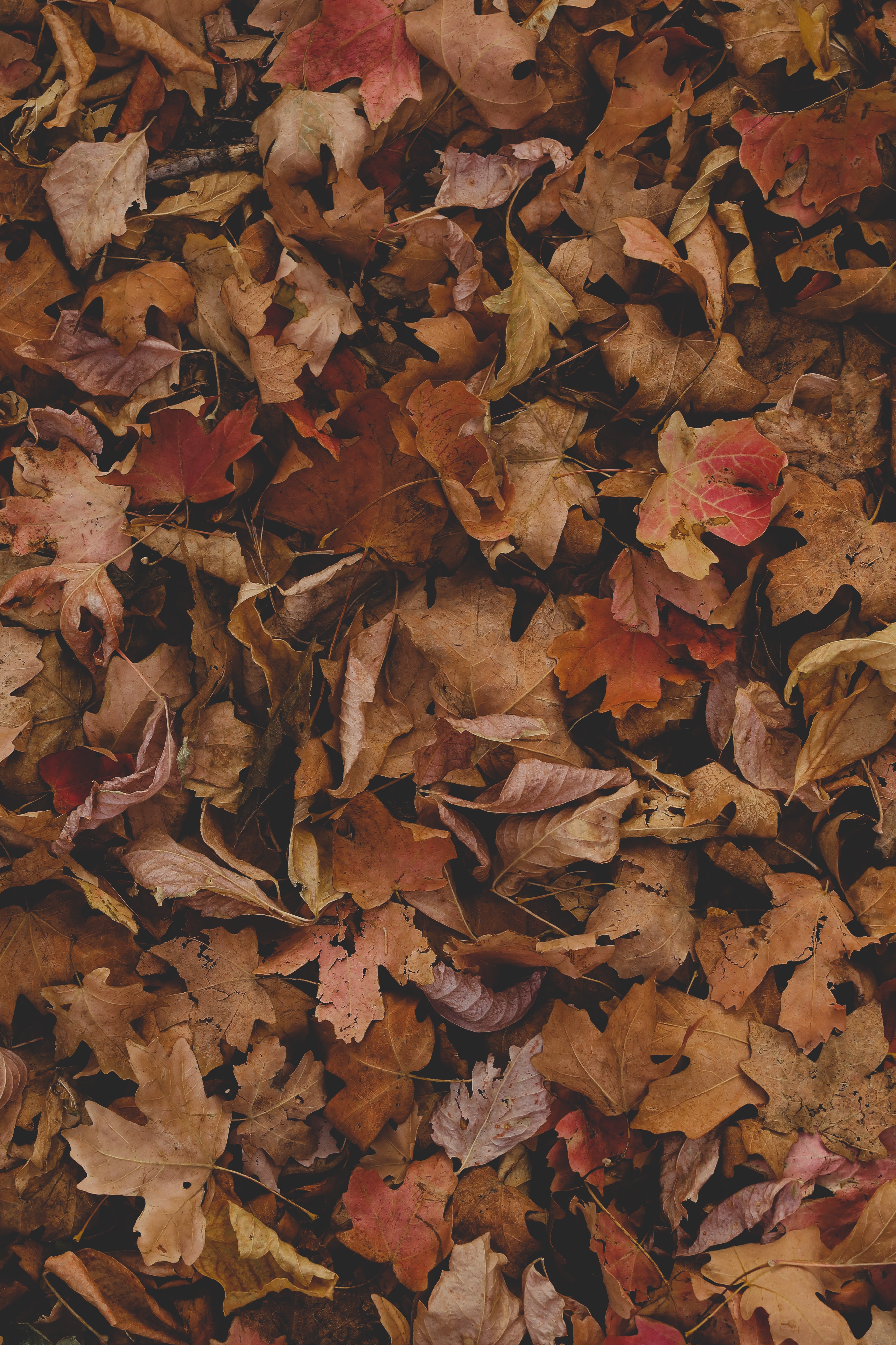 Скачать картинку Сухой, Листья, Природа, Клен, Осень в телефон бесплатно.