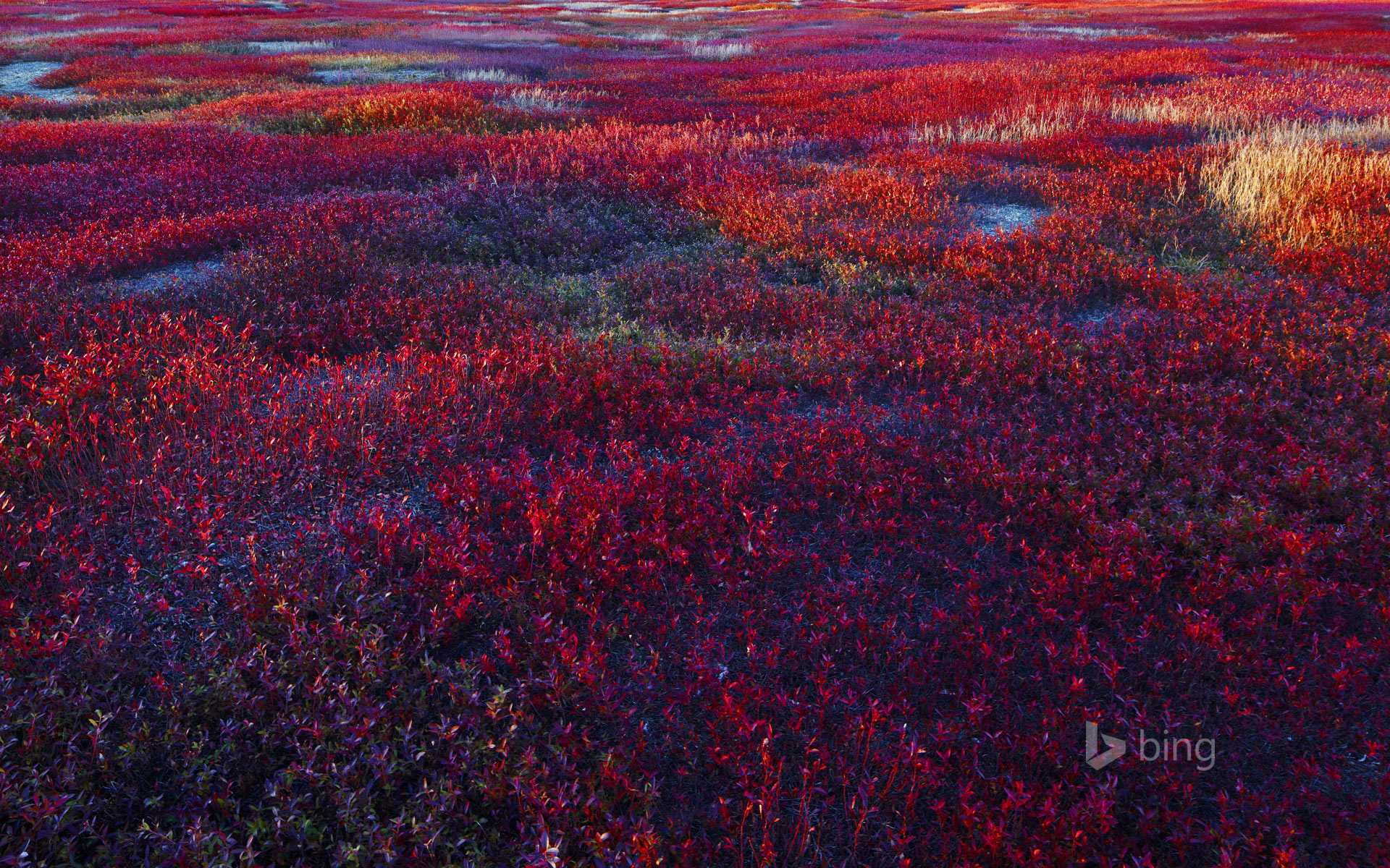 Handy-Wallpaper Blumen, Blume, Erde/natur kostenlos herunterladen.