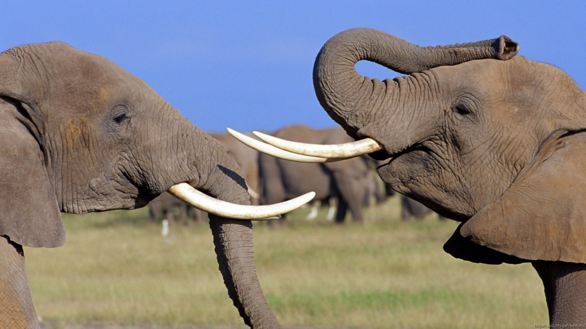 Скачать картинку Животные, Слон, Африканский Слон в телефон бесплатно.
