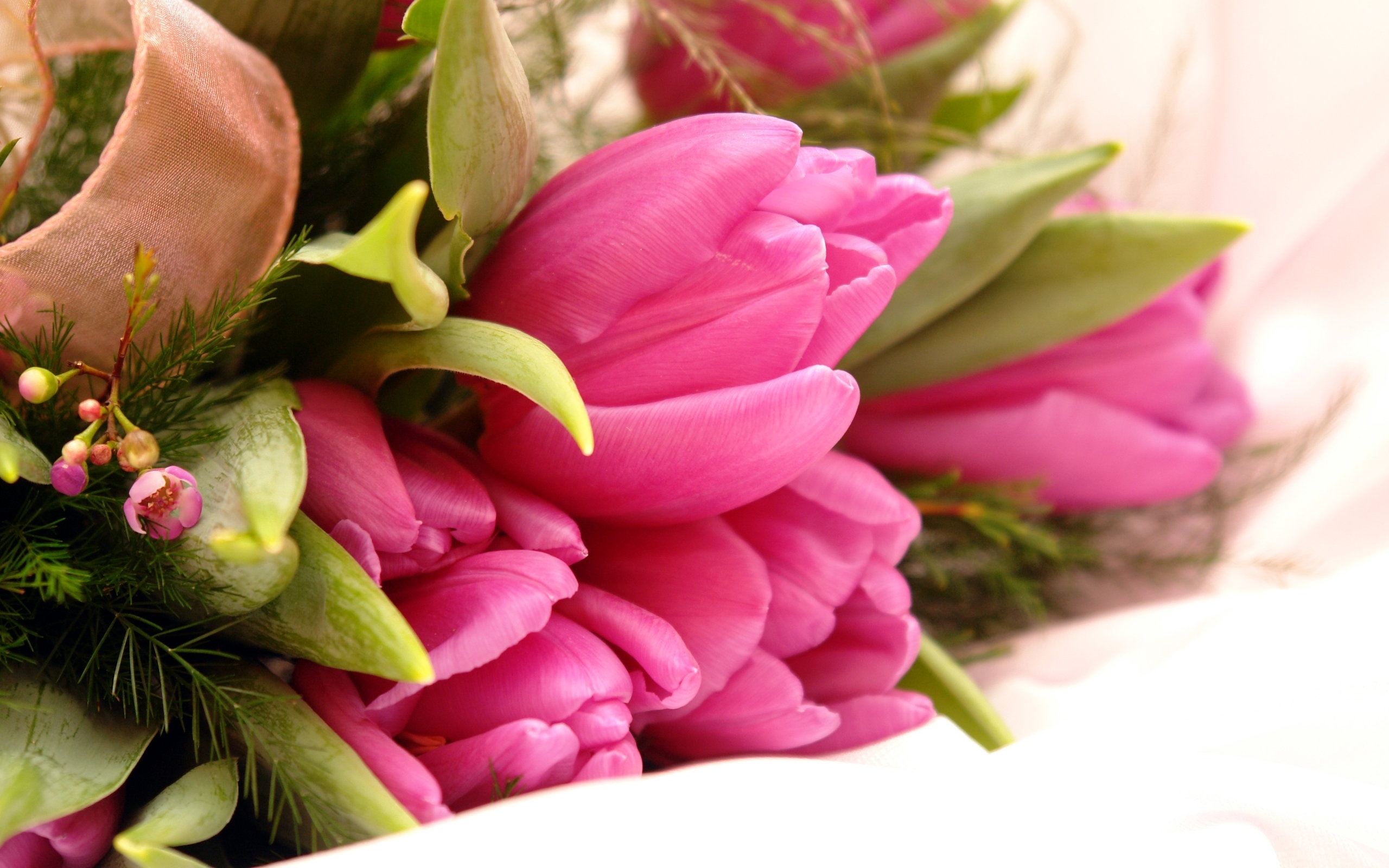tulips, plants, flowers, red Free Background