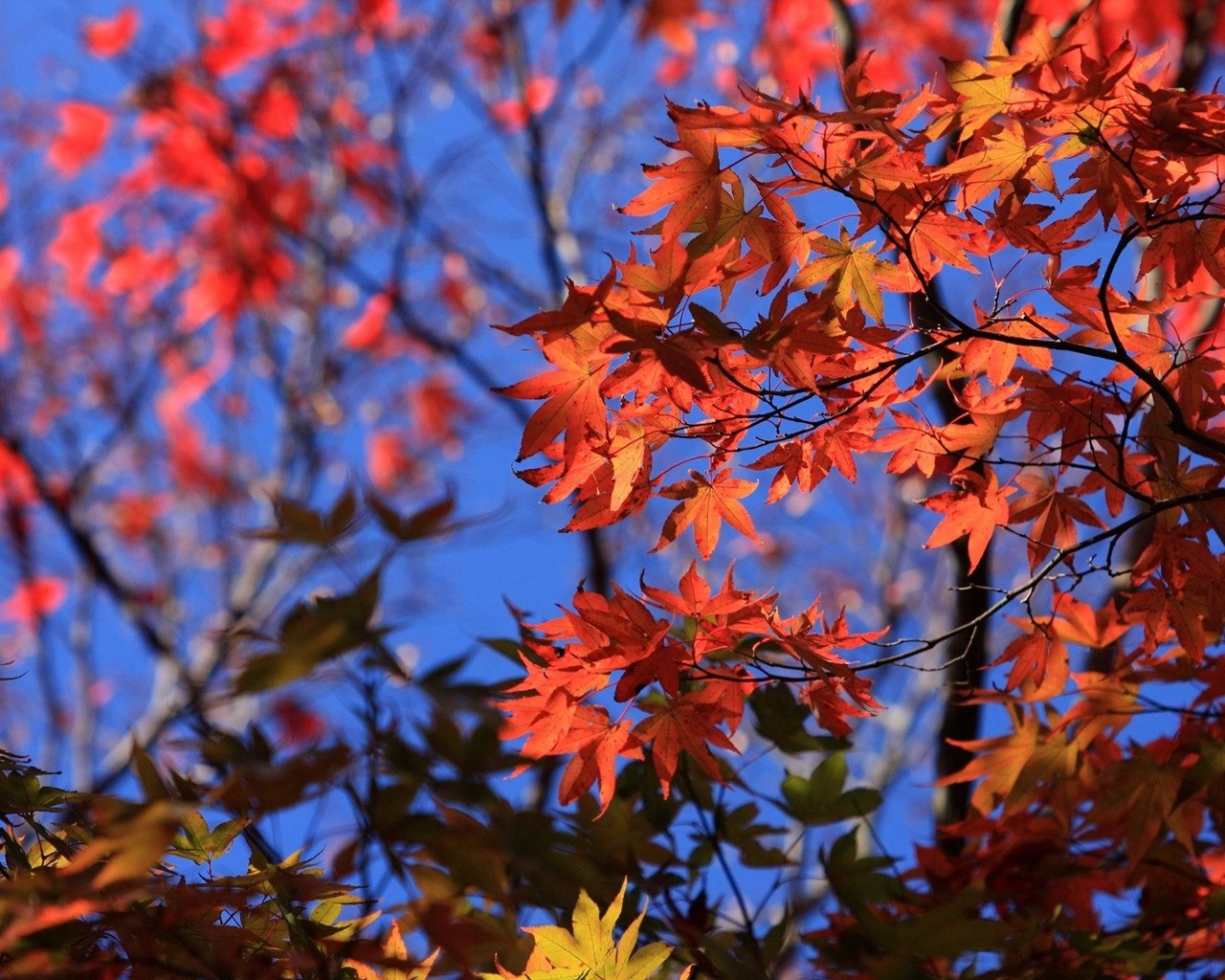 Handy-Wallpaper Blatt, Erde/natur kostenlos herunterladen.